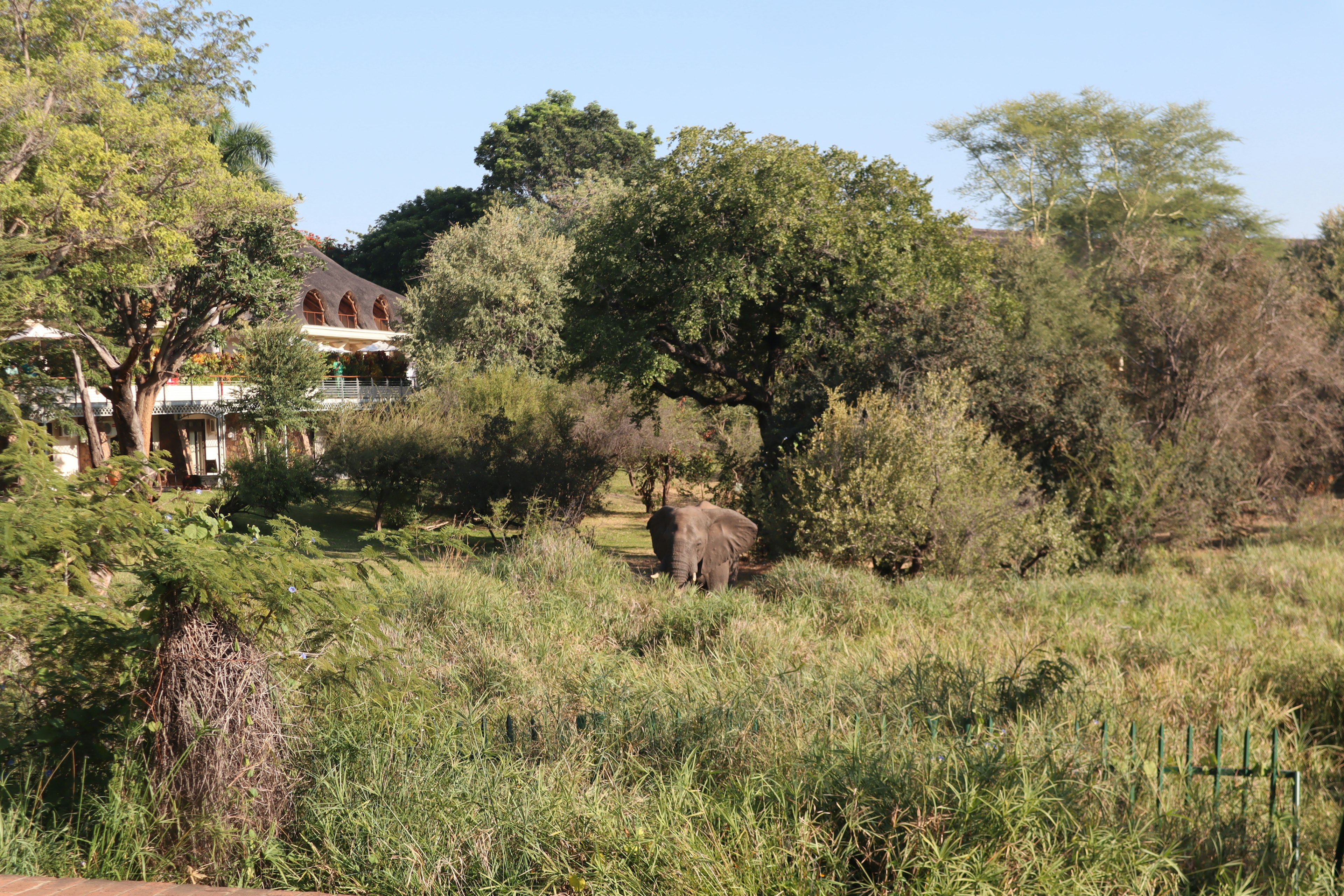 Elephant standing in a lush green field with a lodge in the background