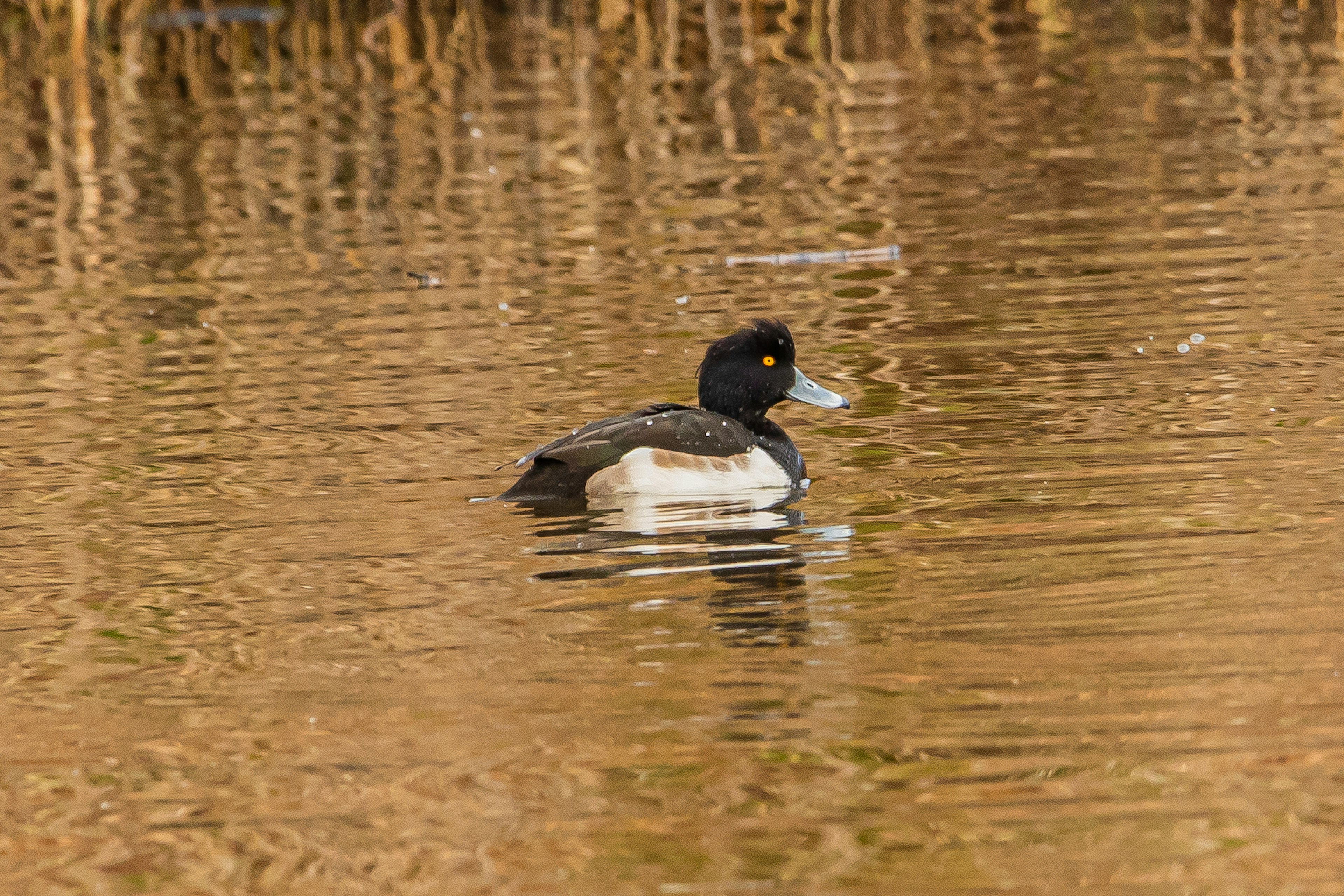 Canard avec tête noire et corps blanc flottant sur l'eau