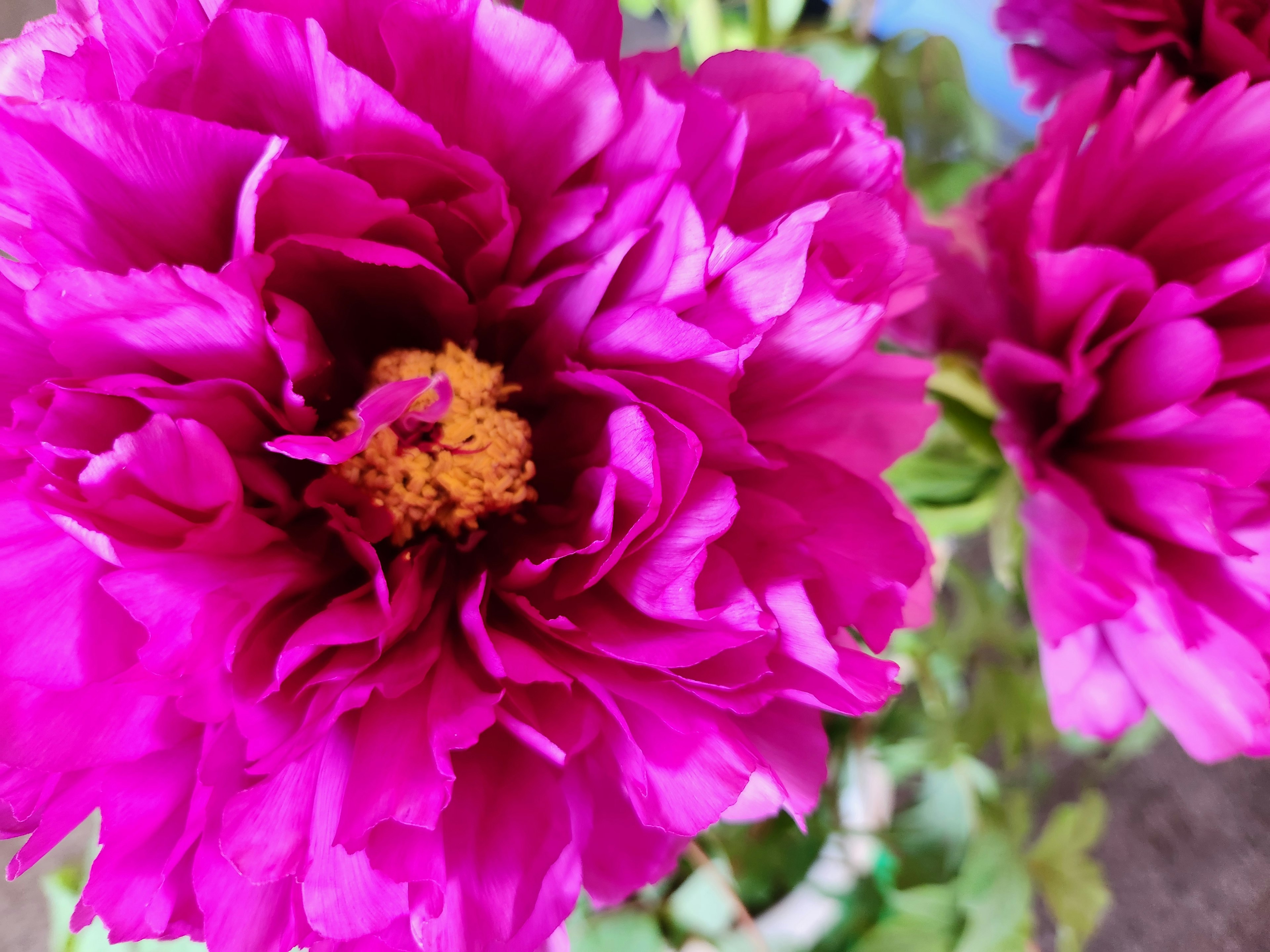 Primo piano di un fiore rosa vibrante con stami arancioni prominenti