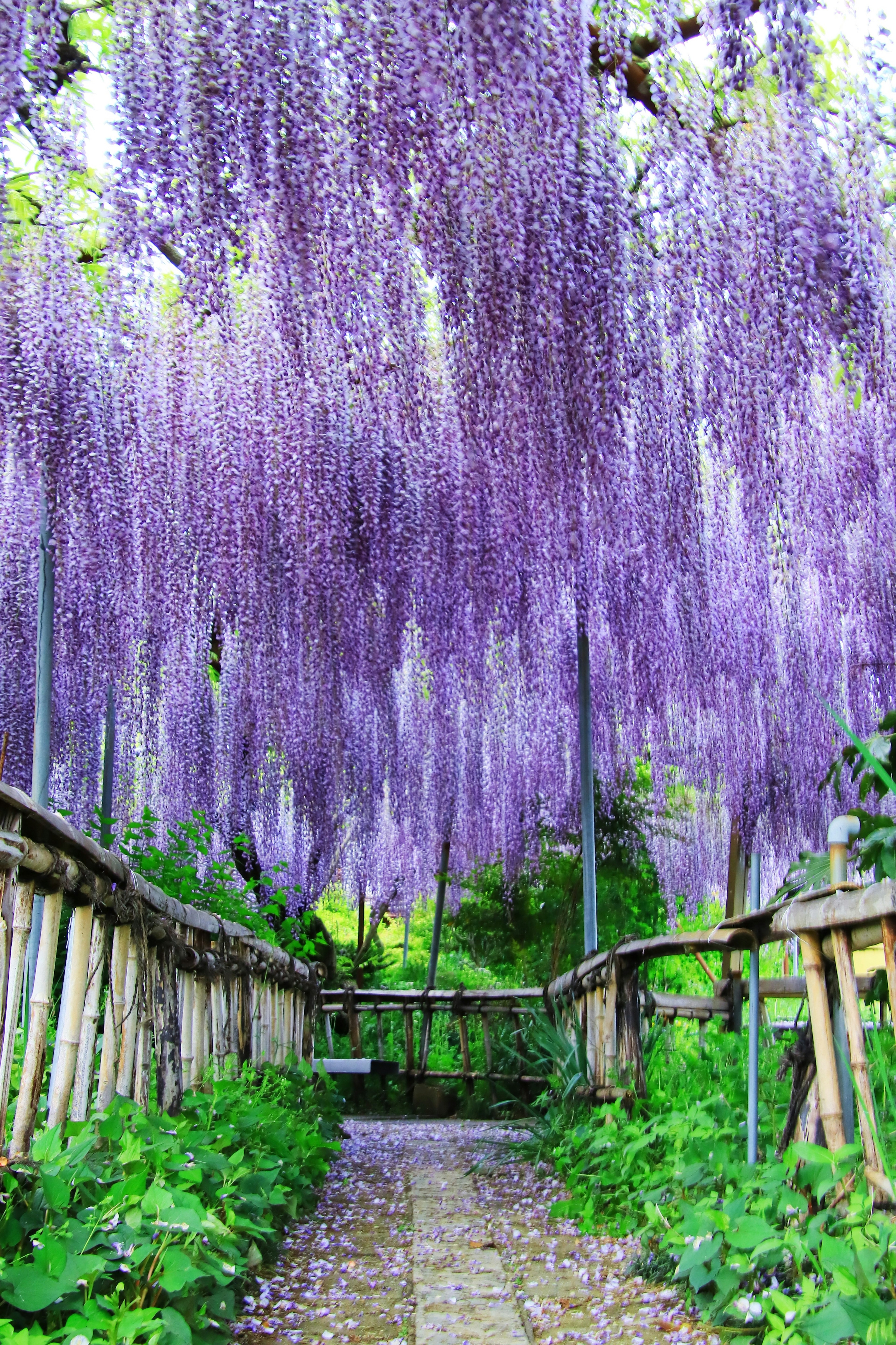 Jalan indah yang dikelilingi bunga wisteria ungu menggantung