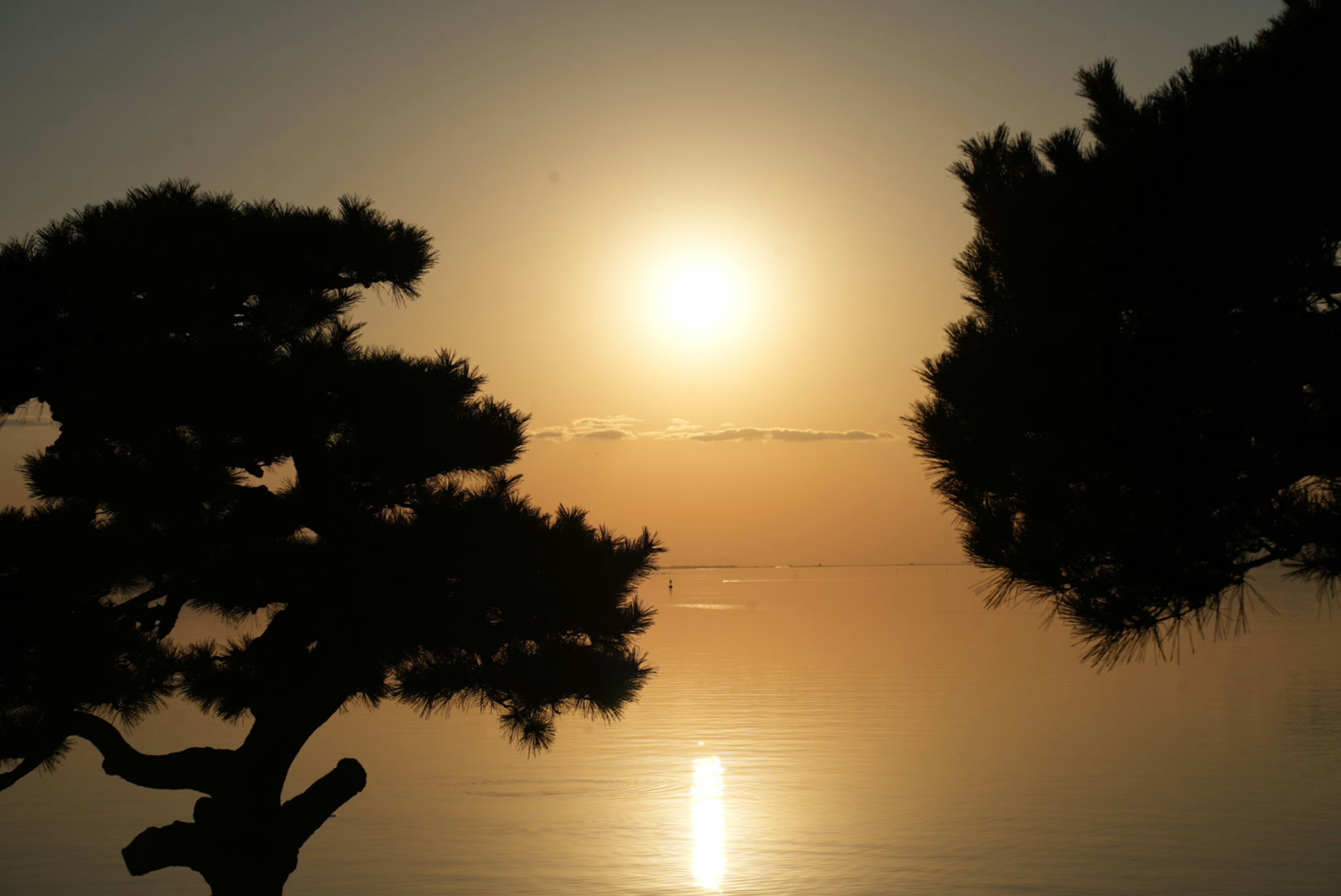 夕日が輝く海と松のシルエット