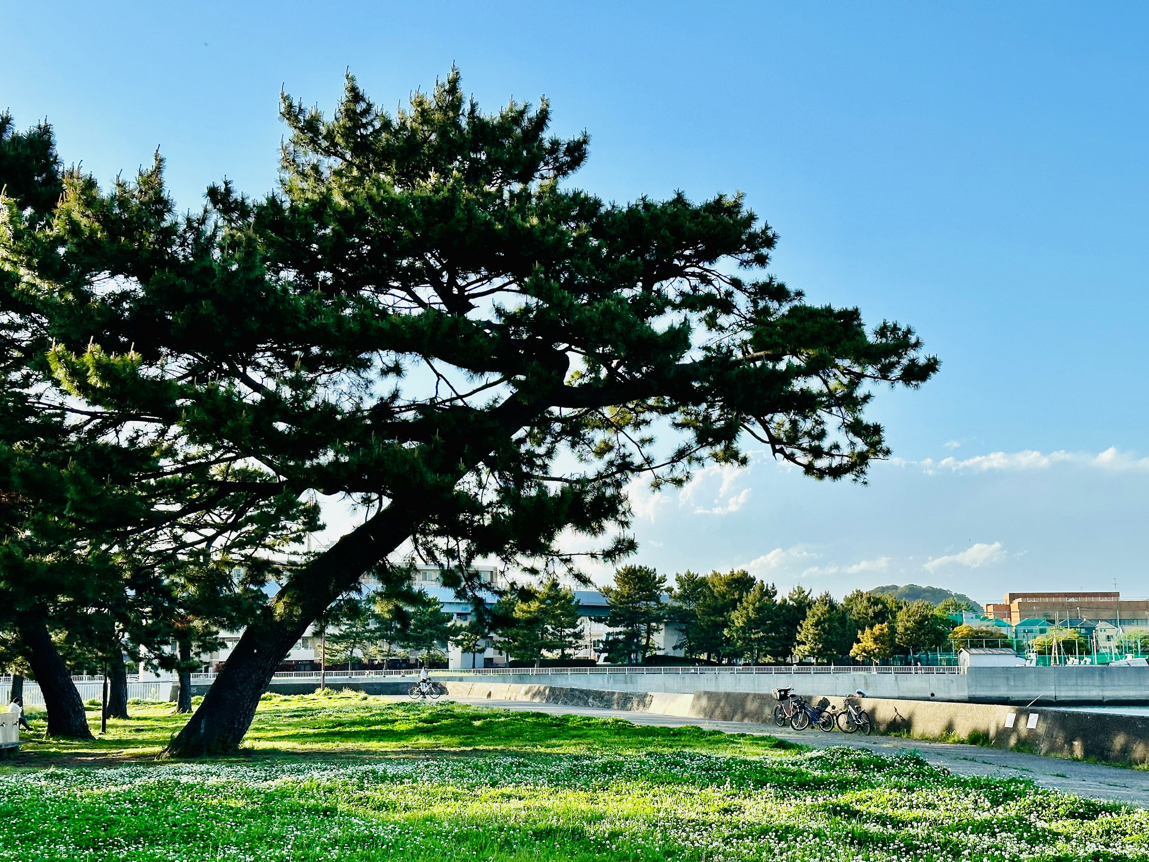 A scenic view featuring a slanted pine tree under a blue sky