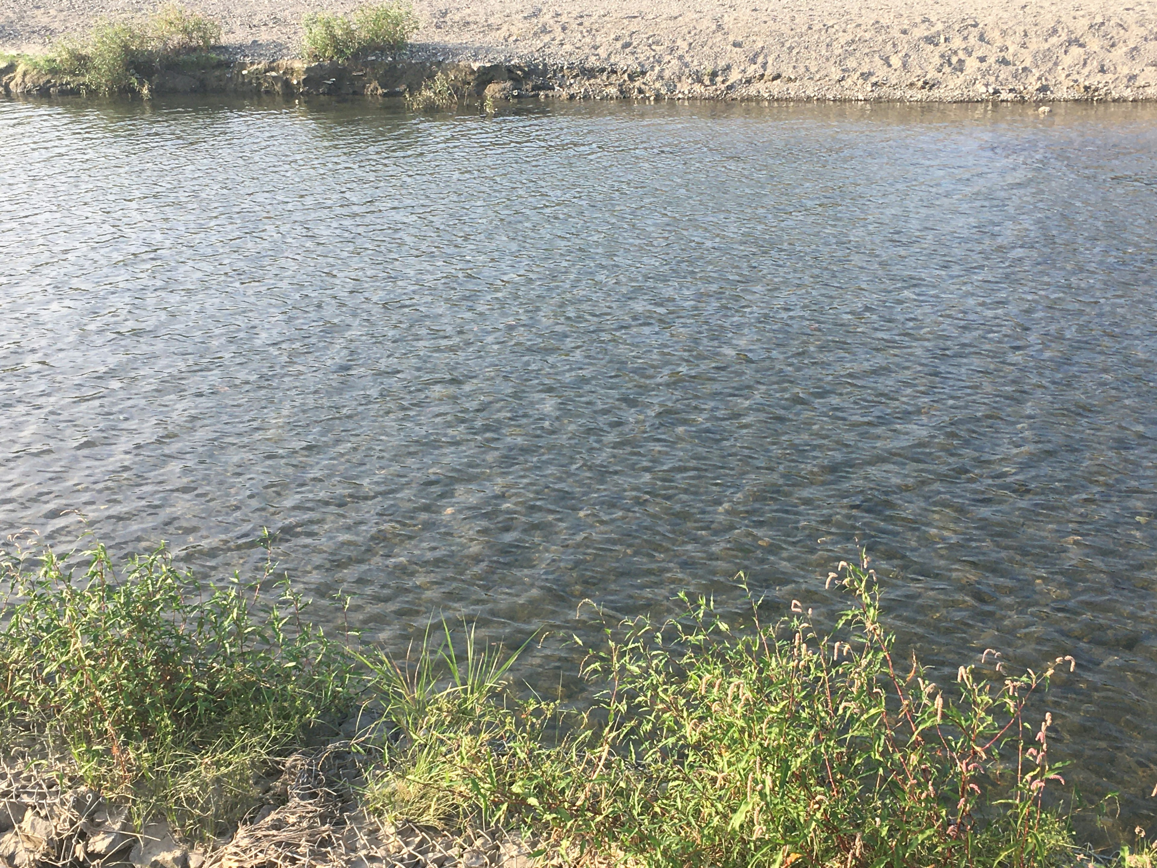 Una escena de arroyo tranquila con una superficie de agua calma y plantas verdes