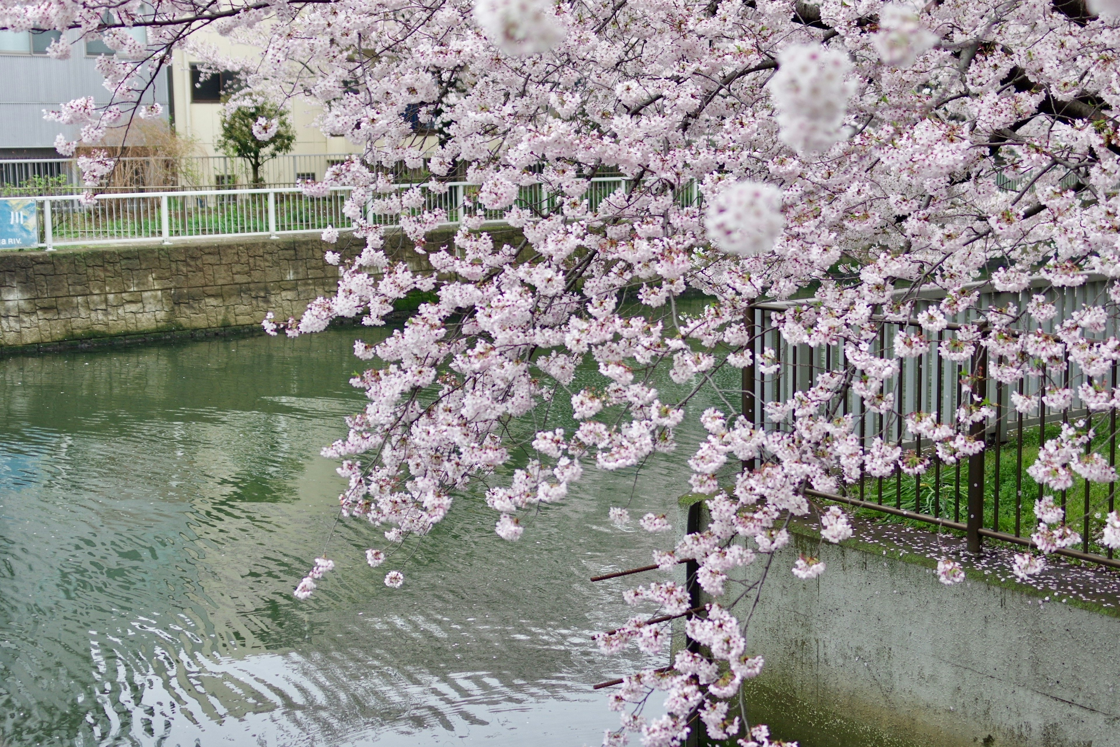 Kirschblüten in voller Blüte über einem Fluss