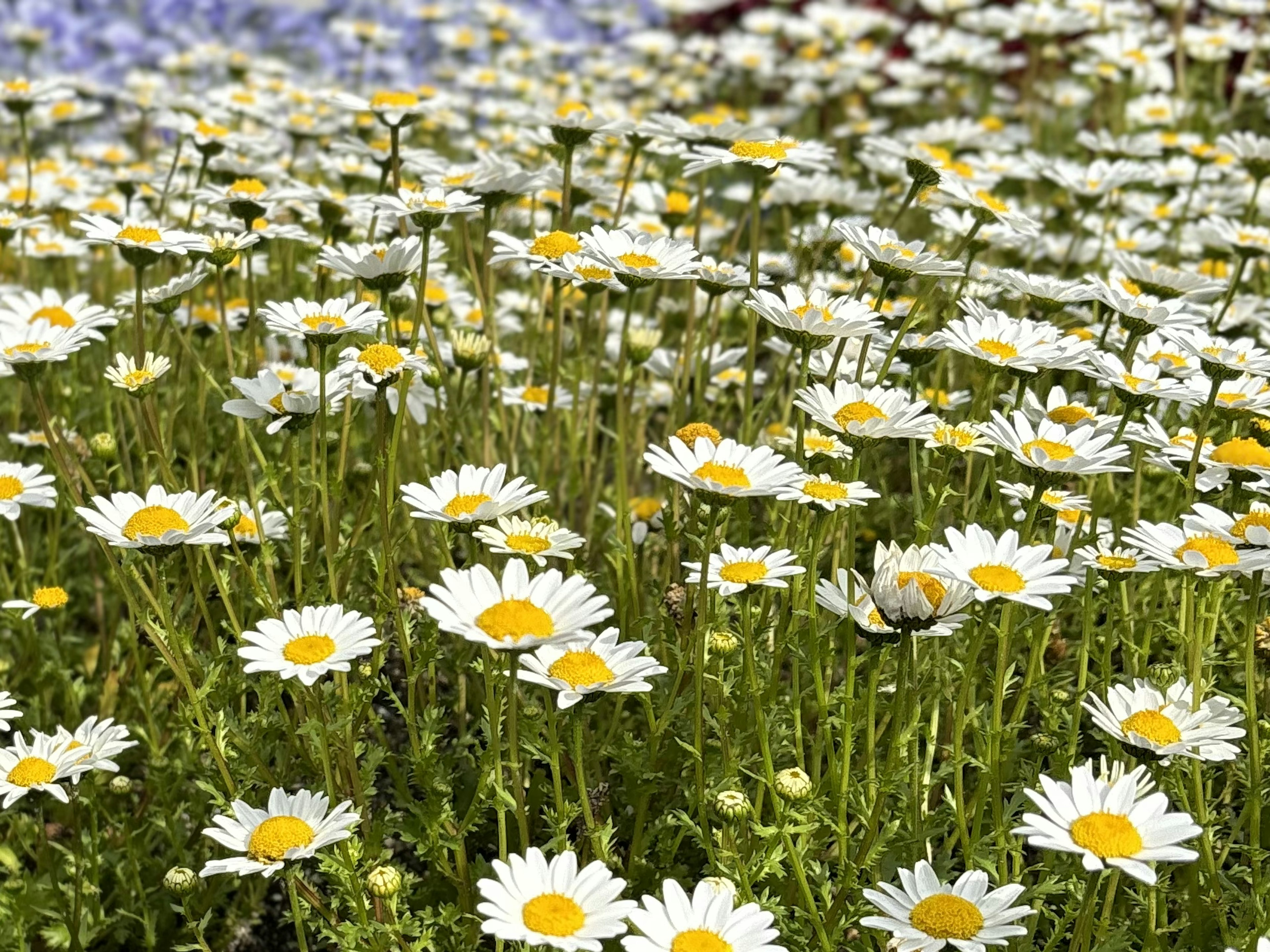 白いデイジーの花が咲き誇る緑の野原