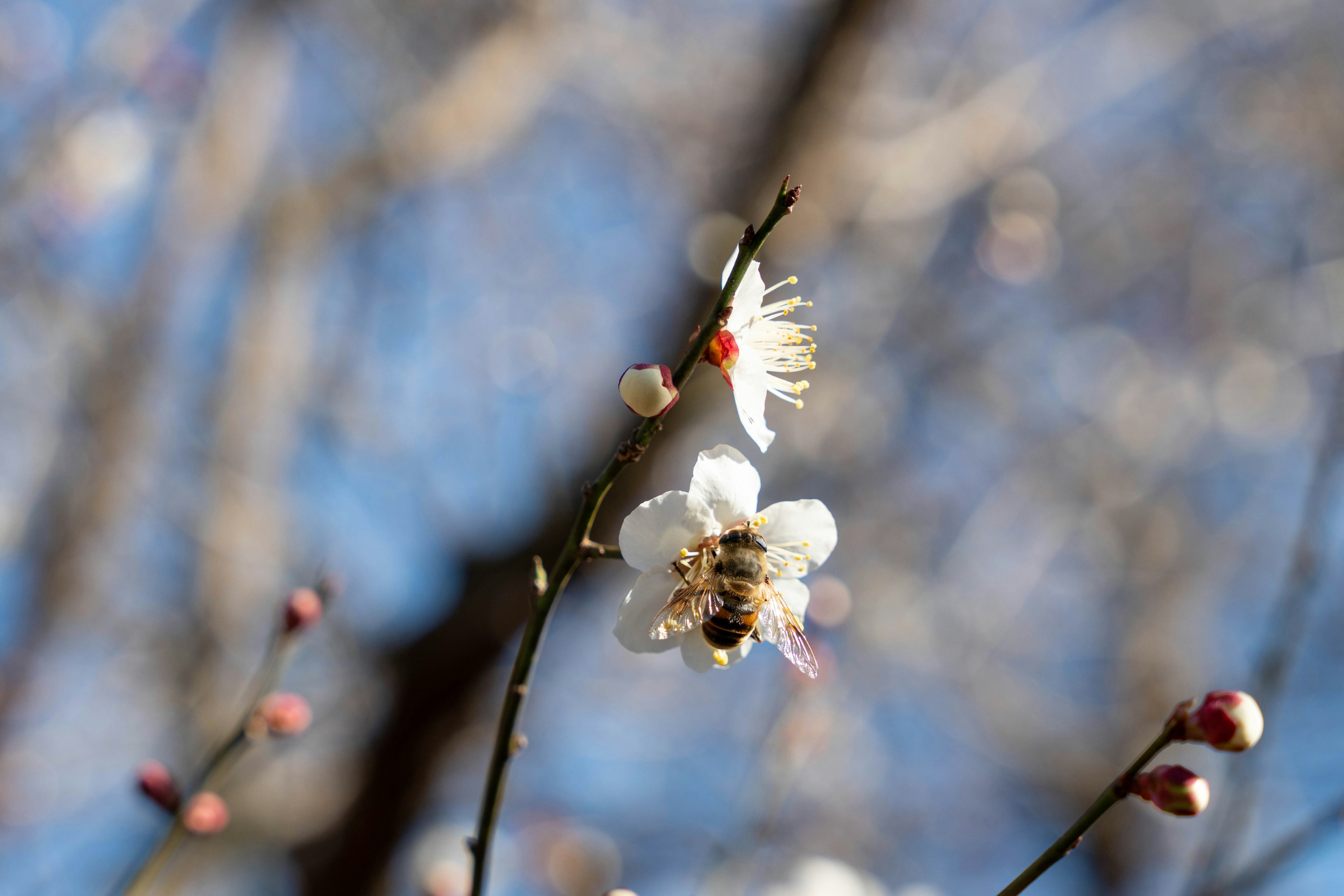 Close-up of a white flower and a bee on a branch