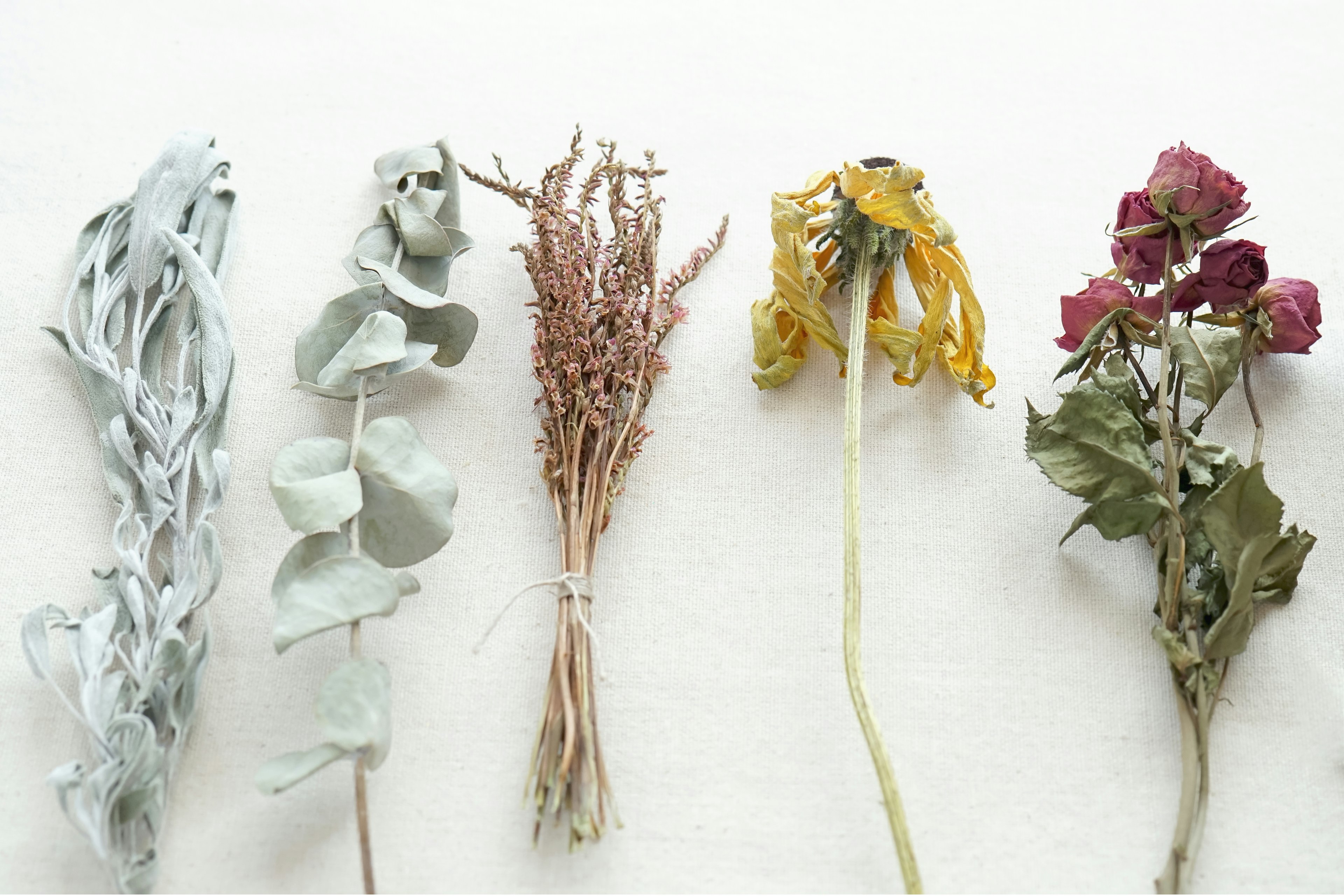 A collection of dried plant bundles arranged in a row