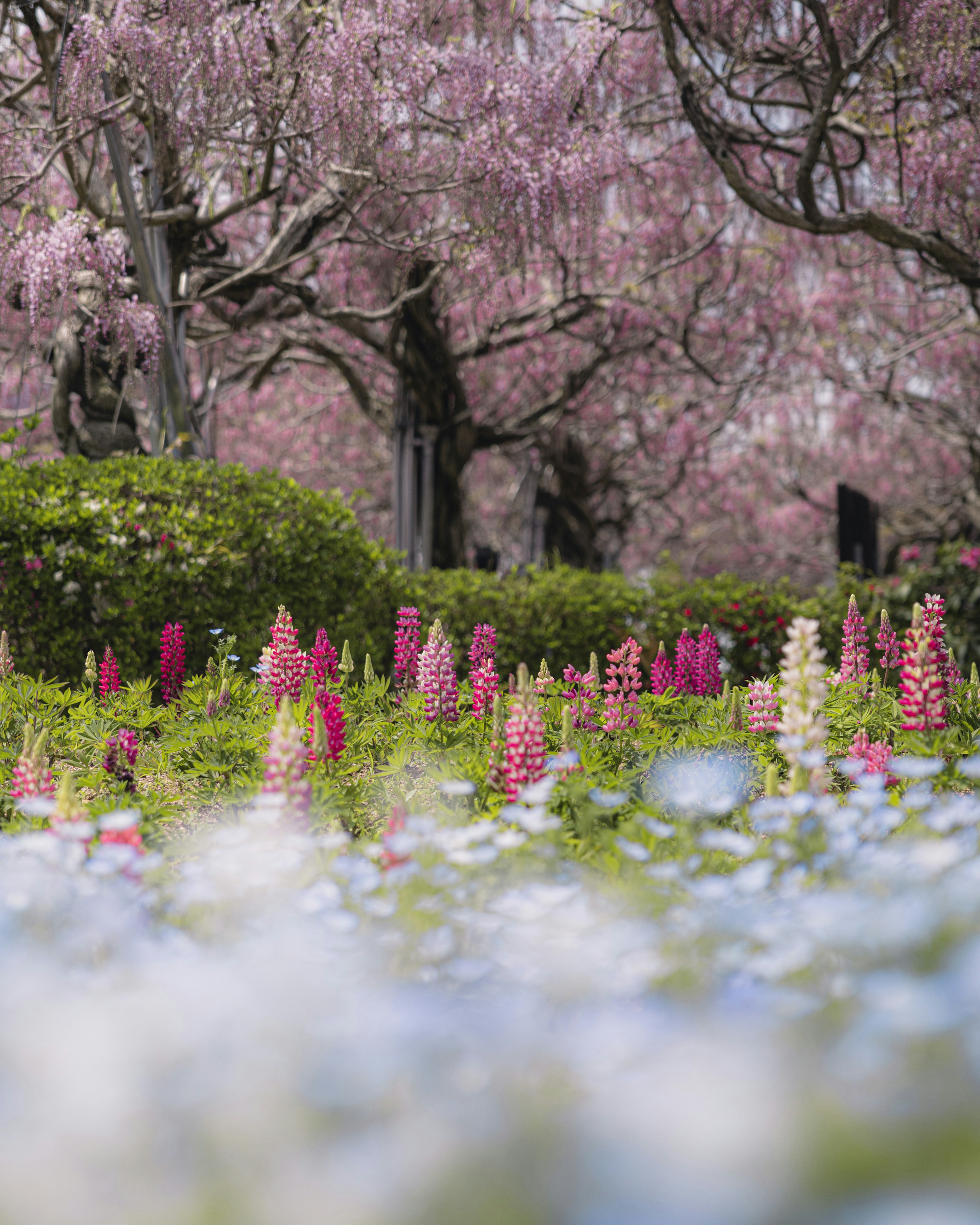 色とりどりの花が咲き誇る公園の風景