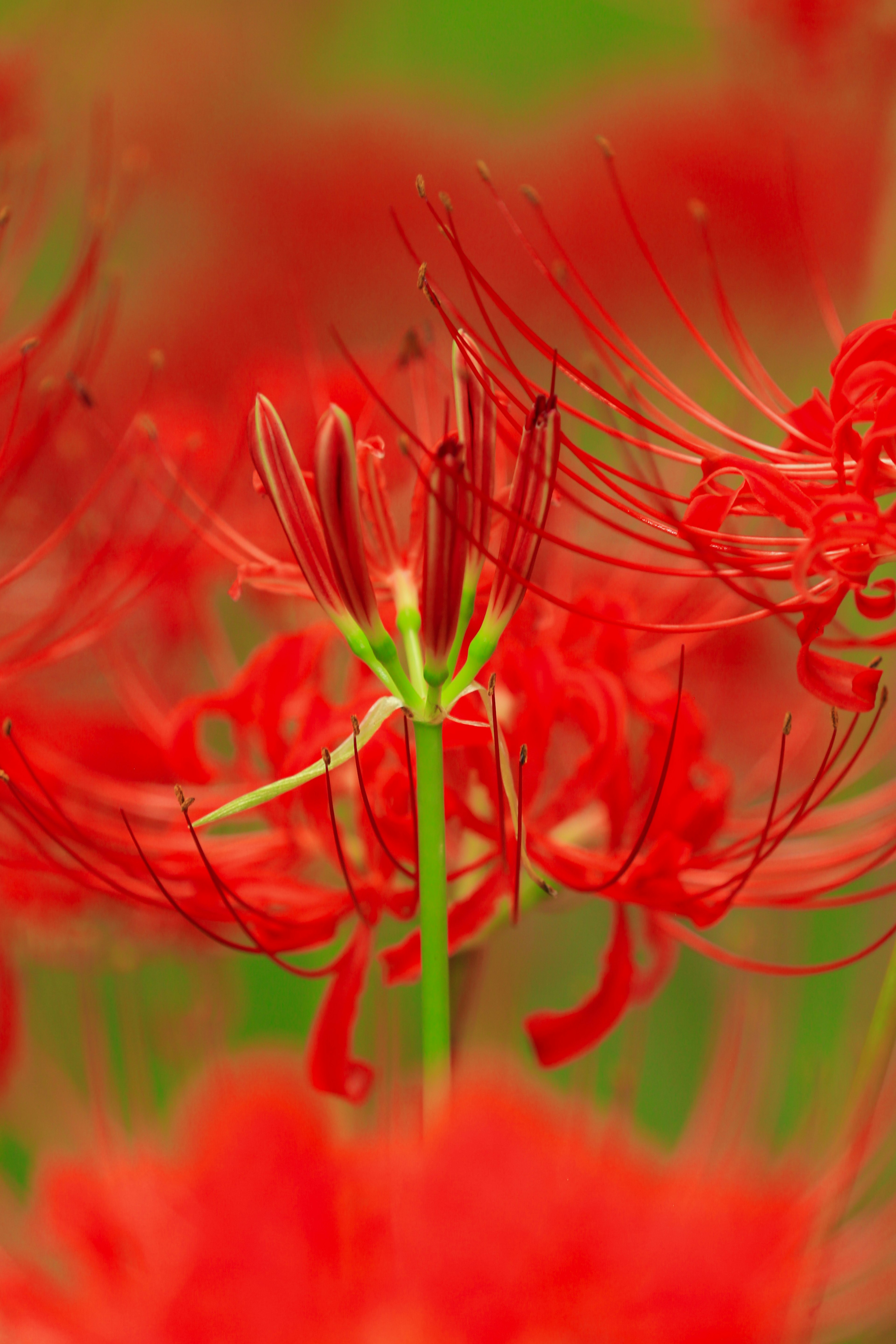 Close-up bunga spider lily merah dengan kelopak dan batang yang khas