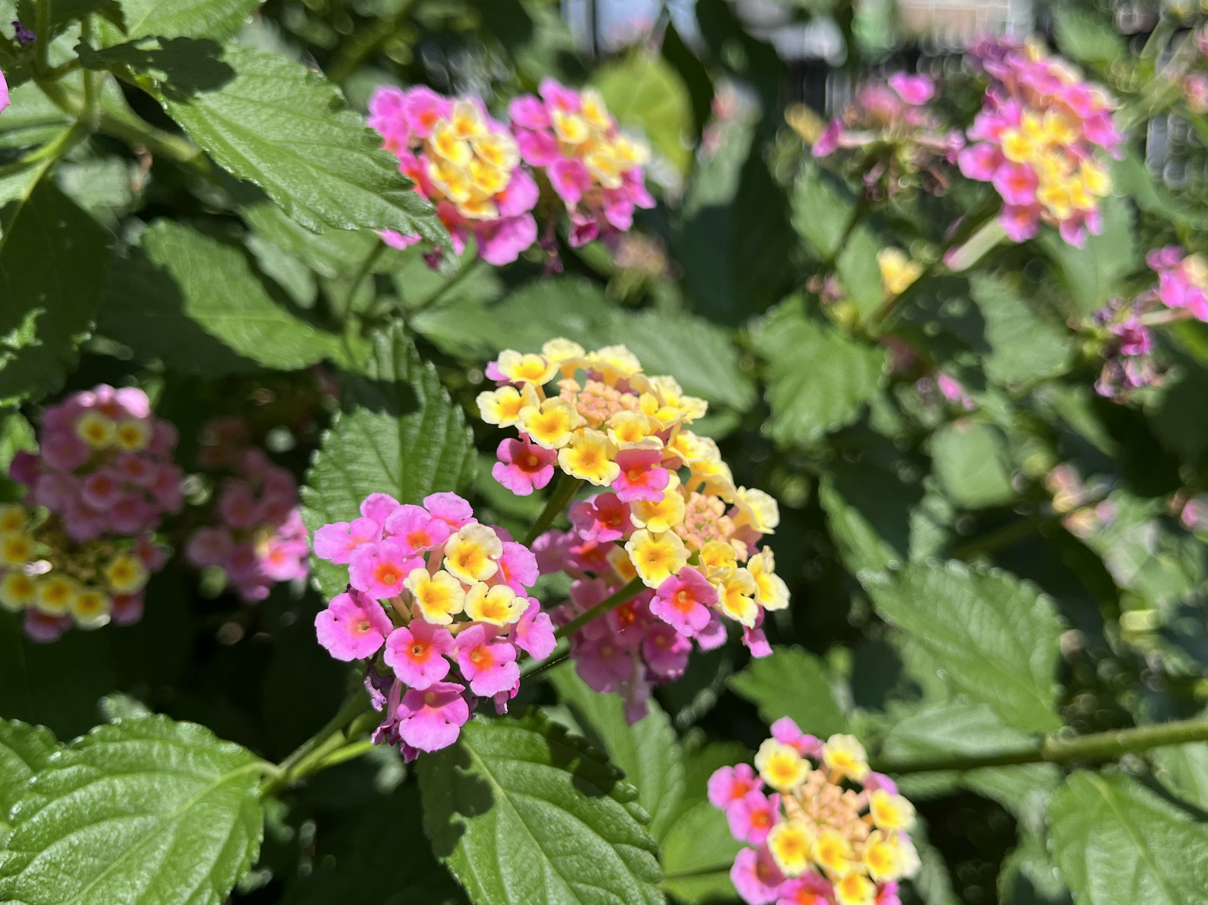 色とりどりのランタナの花が咲いている様子