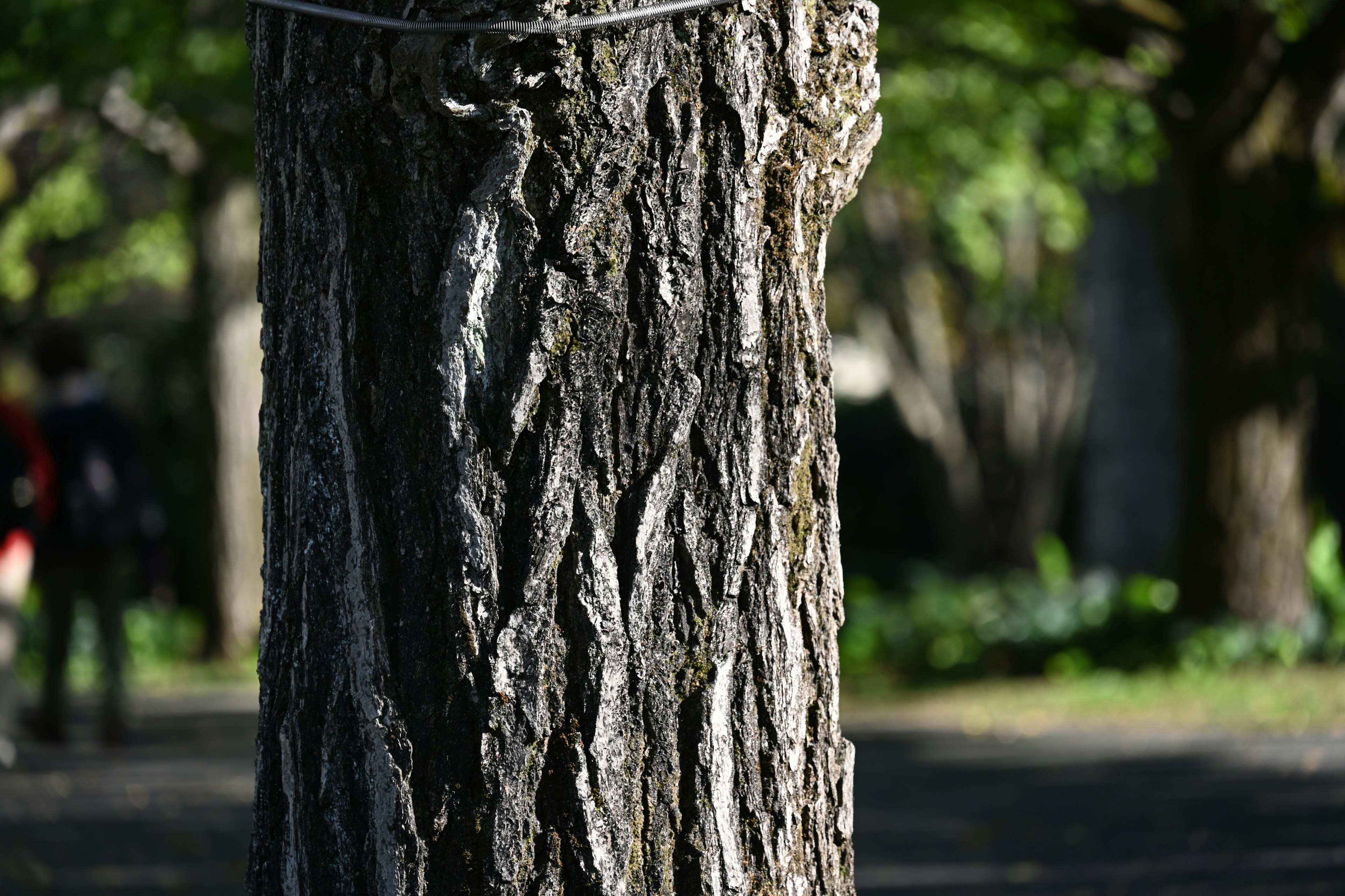 Texture détaillée d'un tronc d'arbre avec des feuilles vertes en arrière-plan