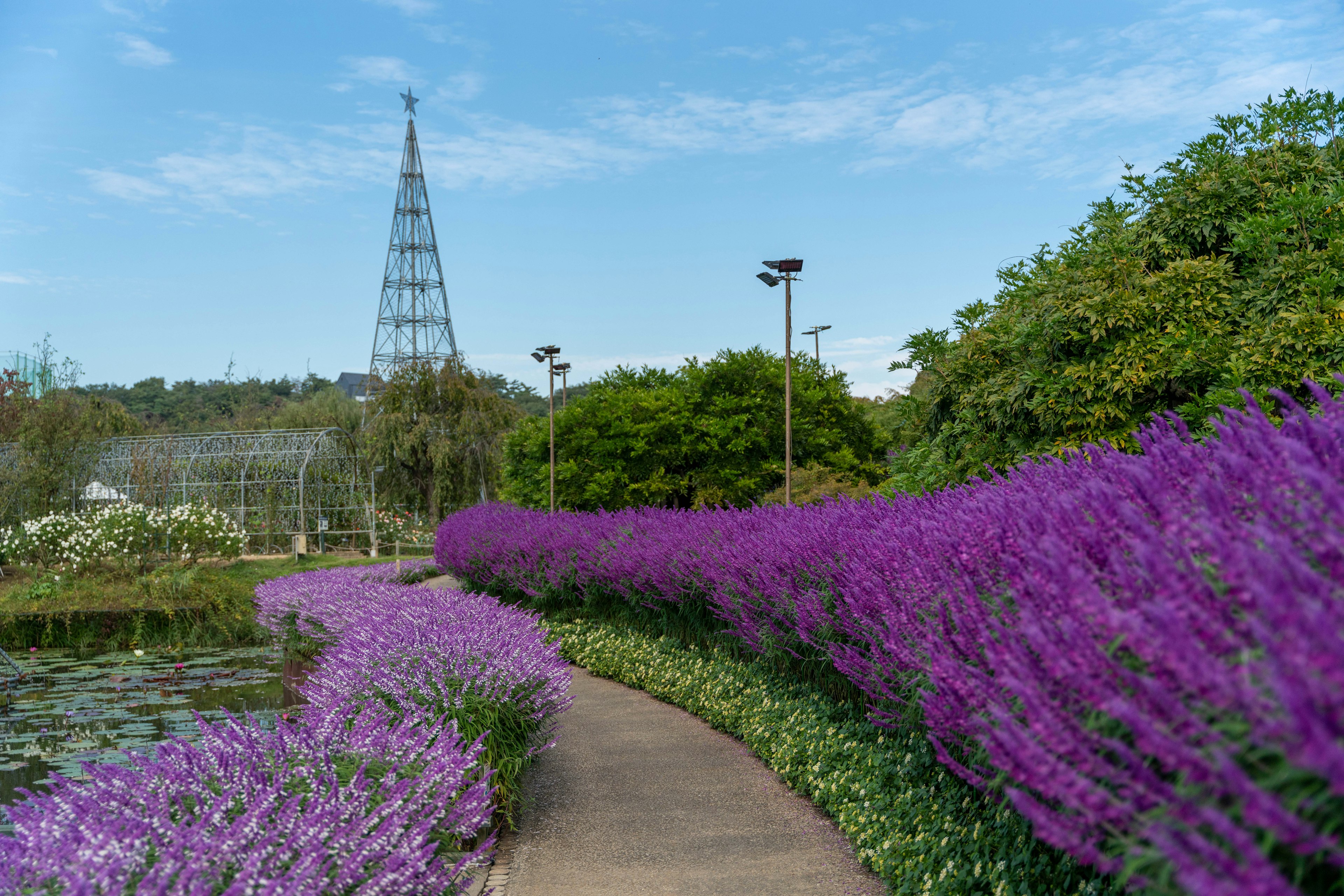 Sentiero fiancheggiato da fiori viola e torre sullo sfondo