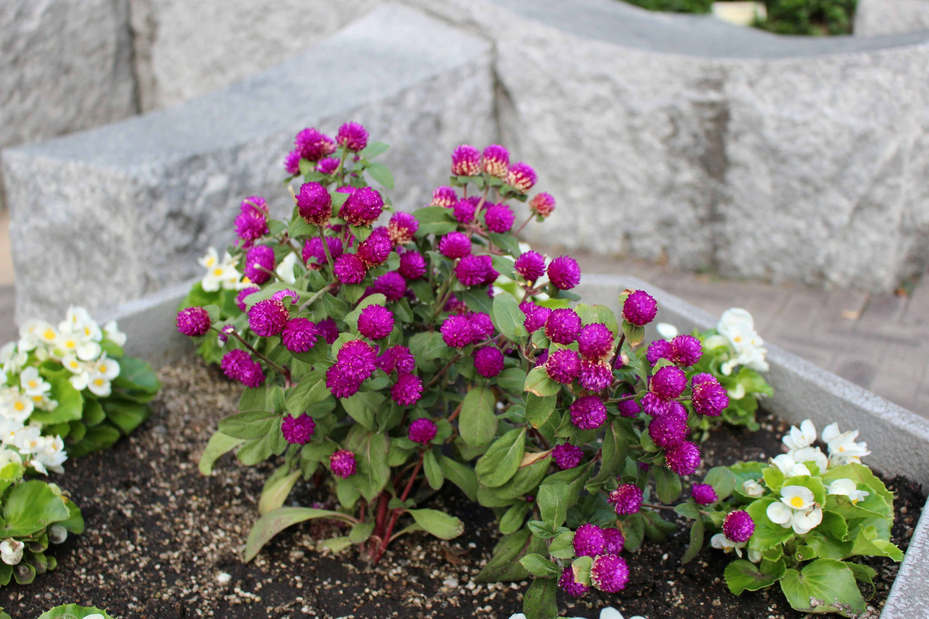 Pflanze mit lila blühenden Blumen neben weißen Blumen in einem Blumenbeet