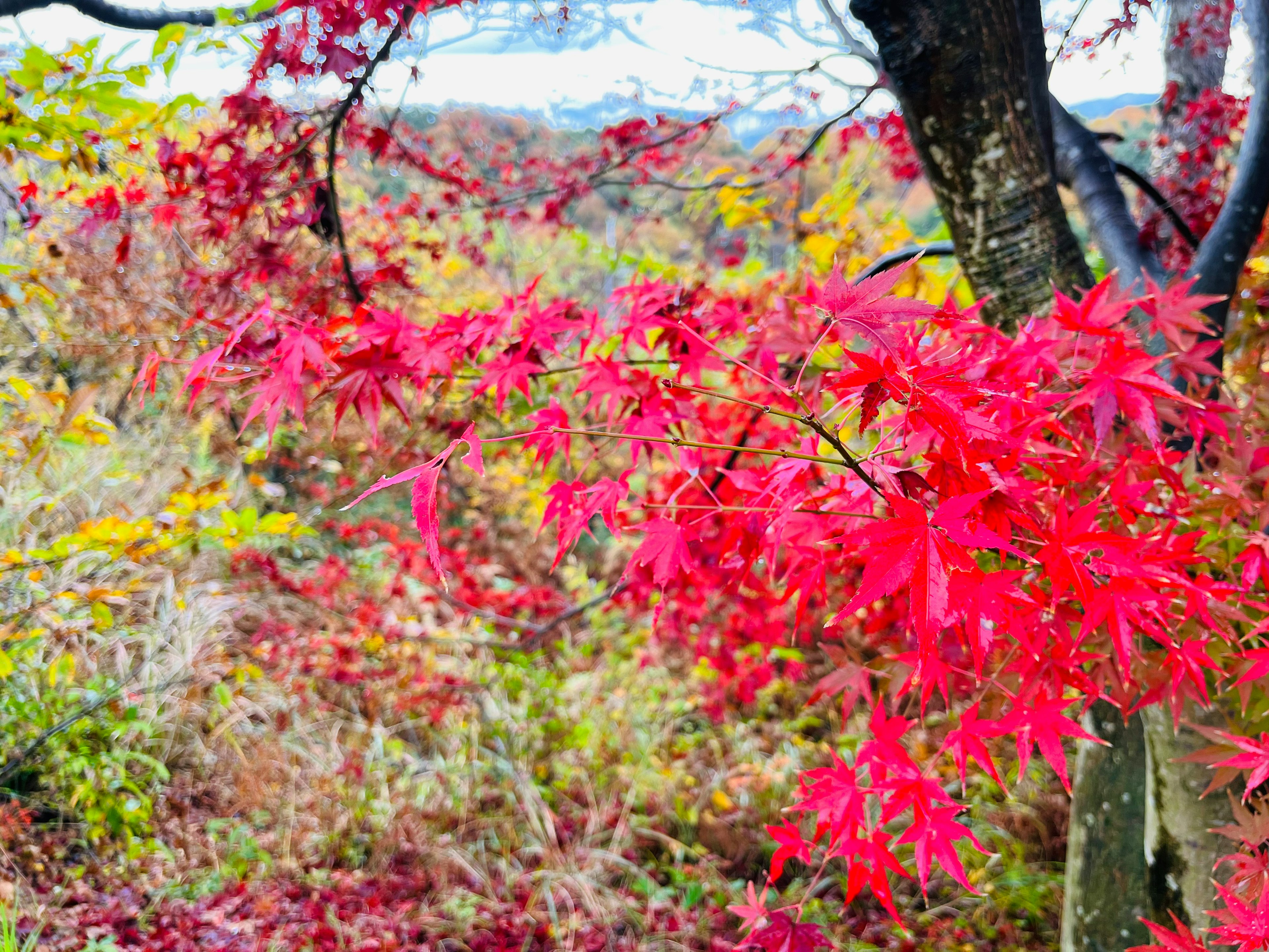 秋季風景中的鮮豔紅楓葉