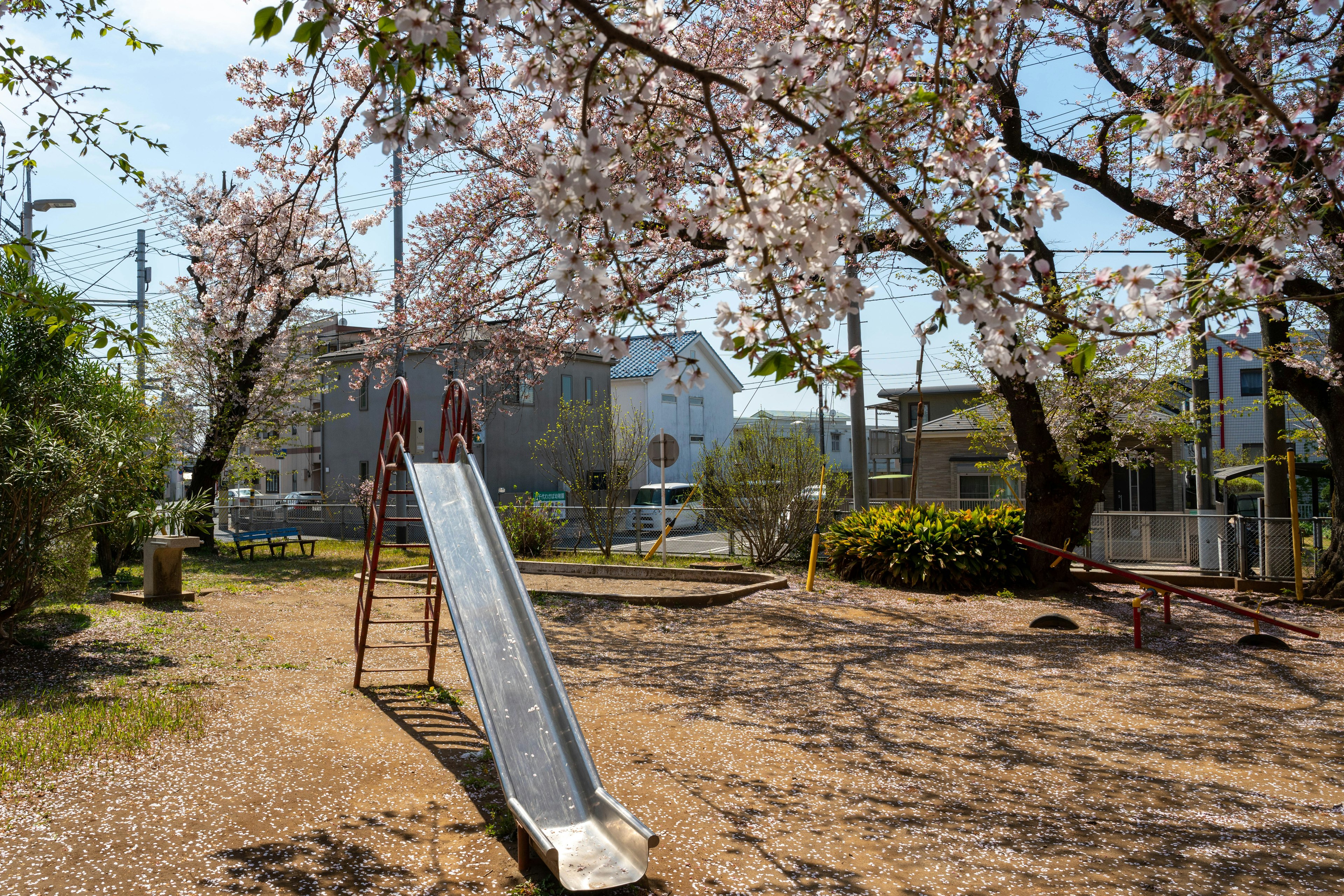 Toboggan de parc sous des cerisiers en fleurs