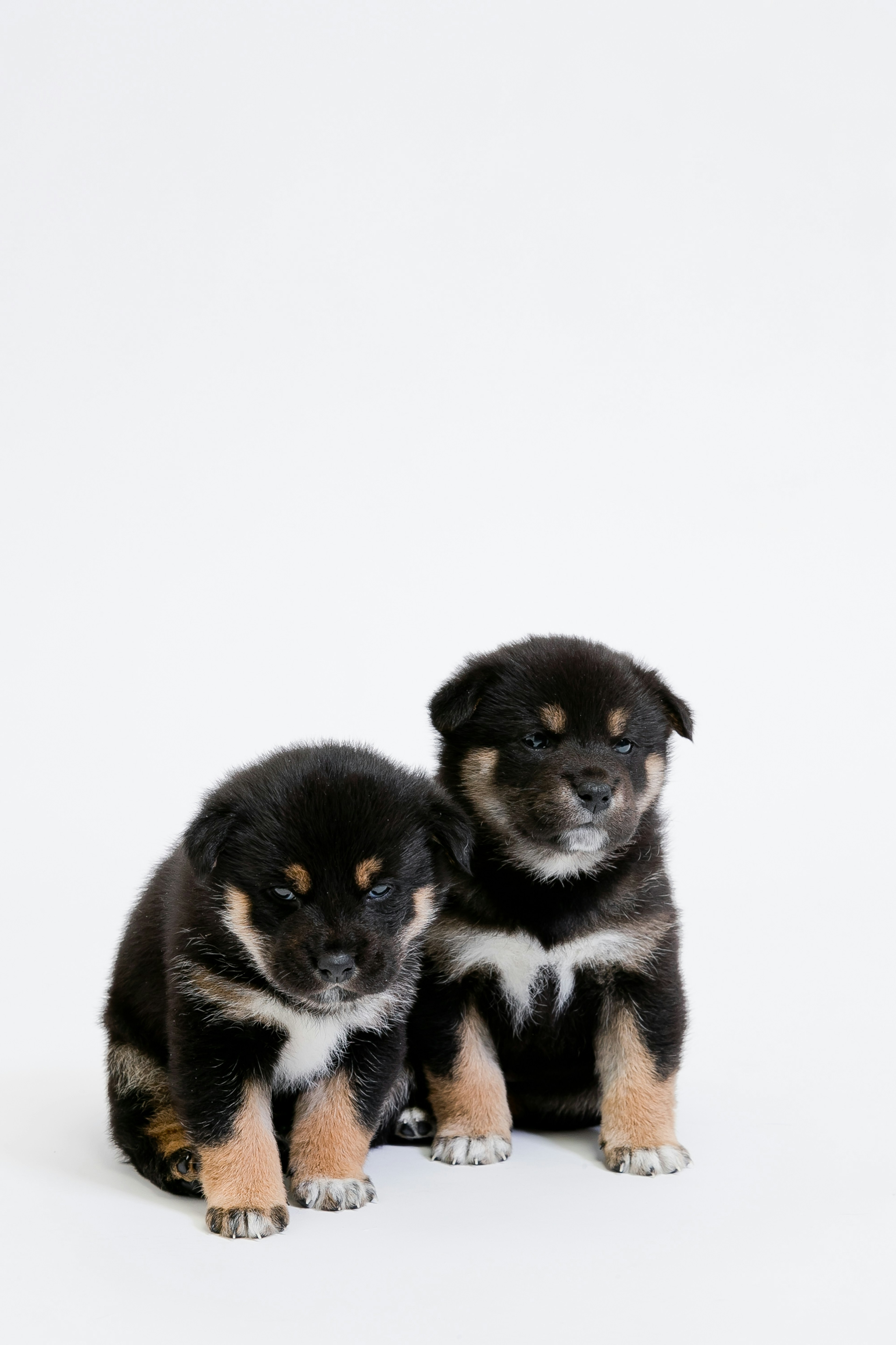 Two black puppies with tan markings sitting close together against a white background