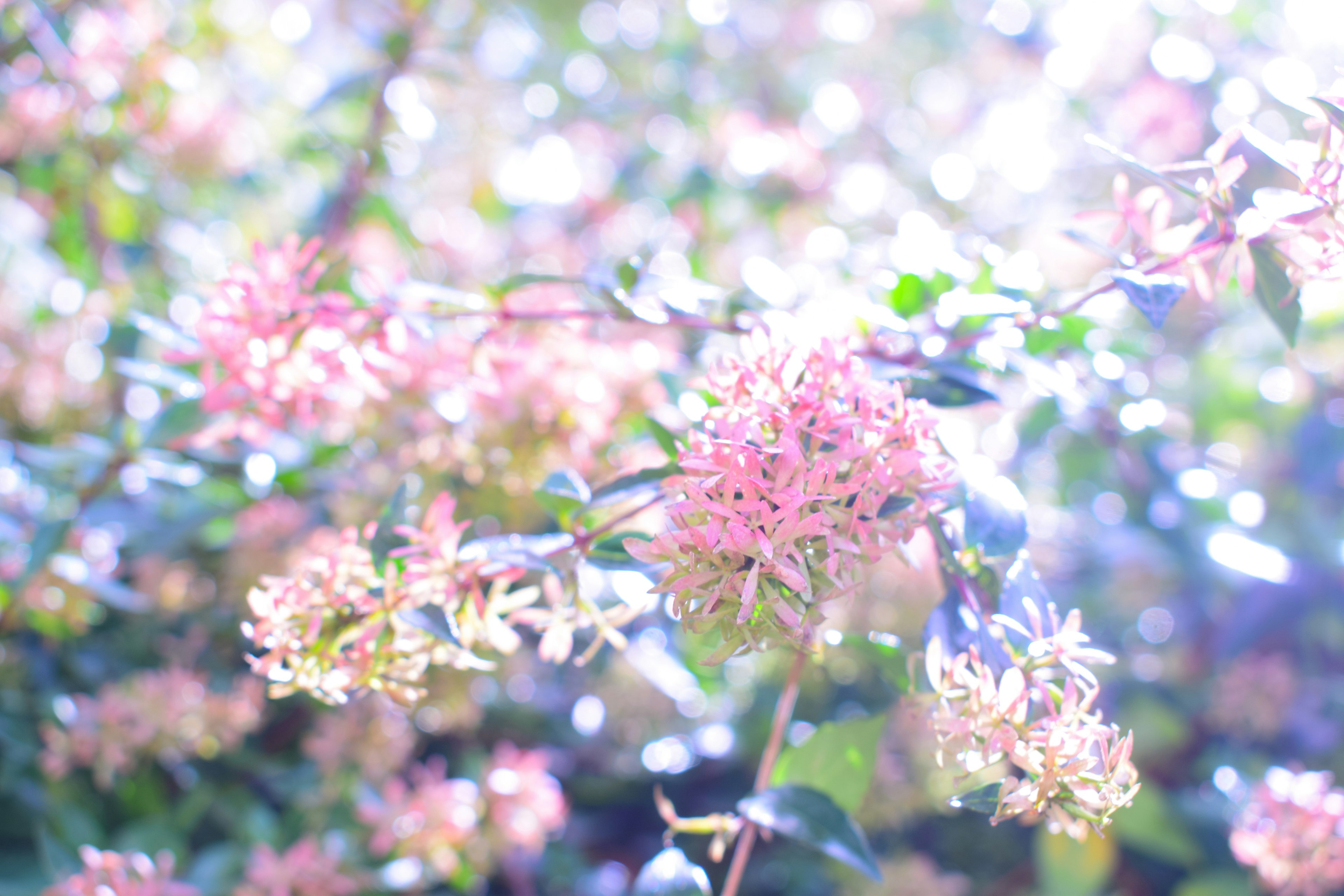 Nahaufnahme einer grünen Pflanze mit blassen rosa Blumen