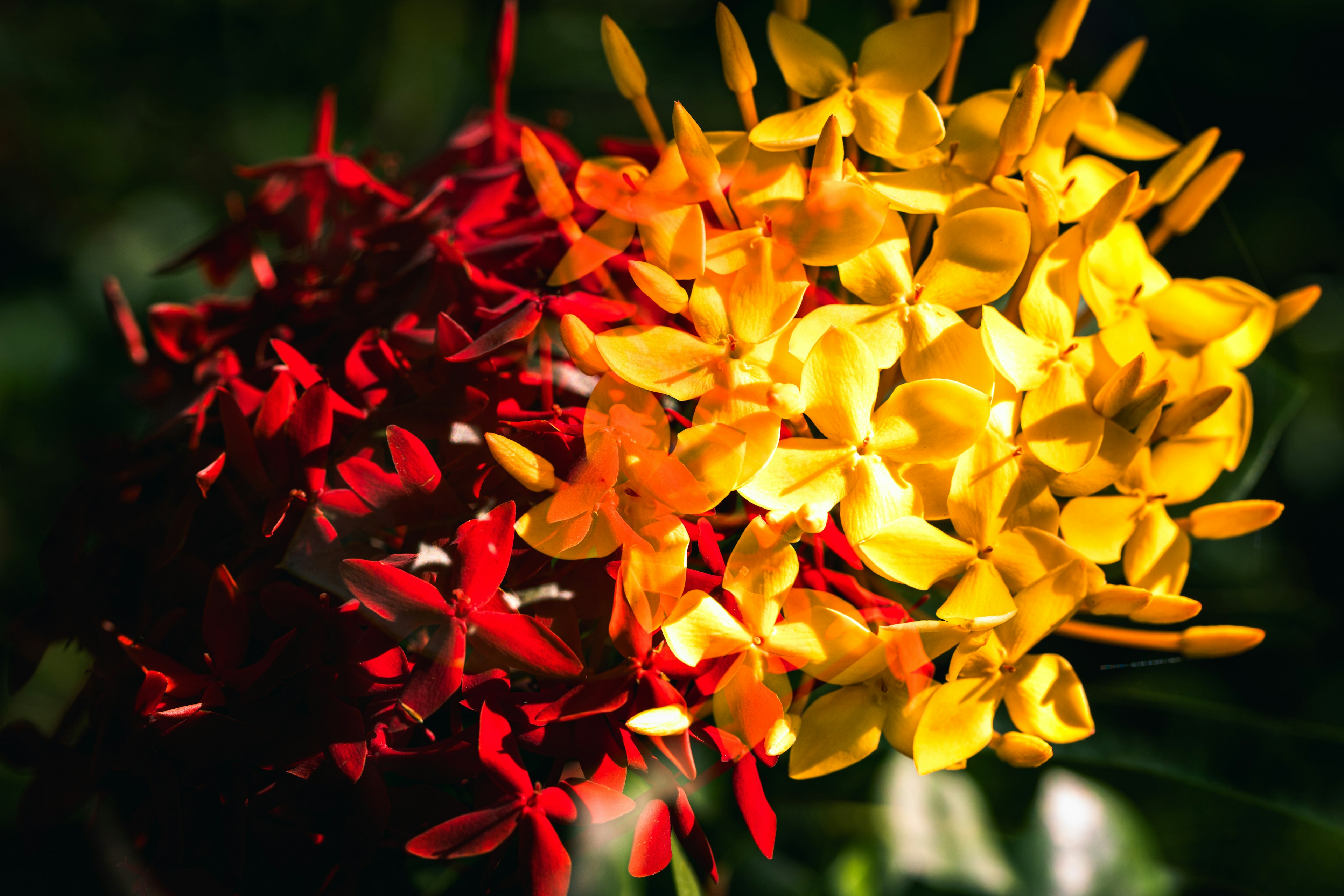 Bella scena di fiori rossi e gialli che fioriscono fianco a fianco