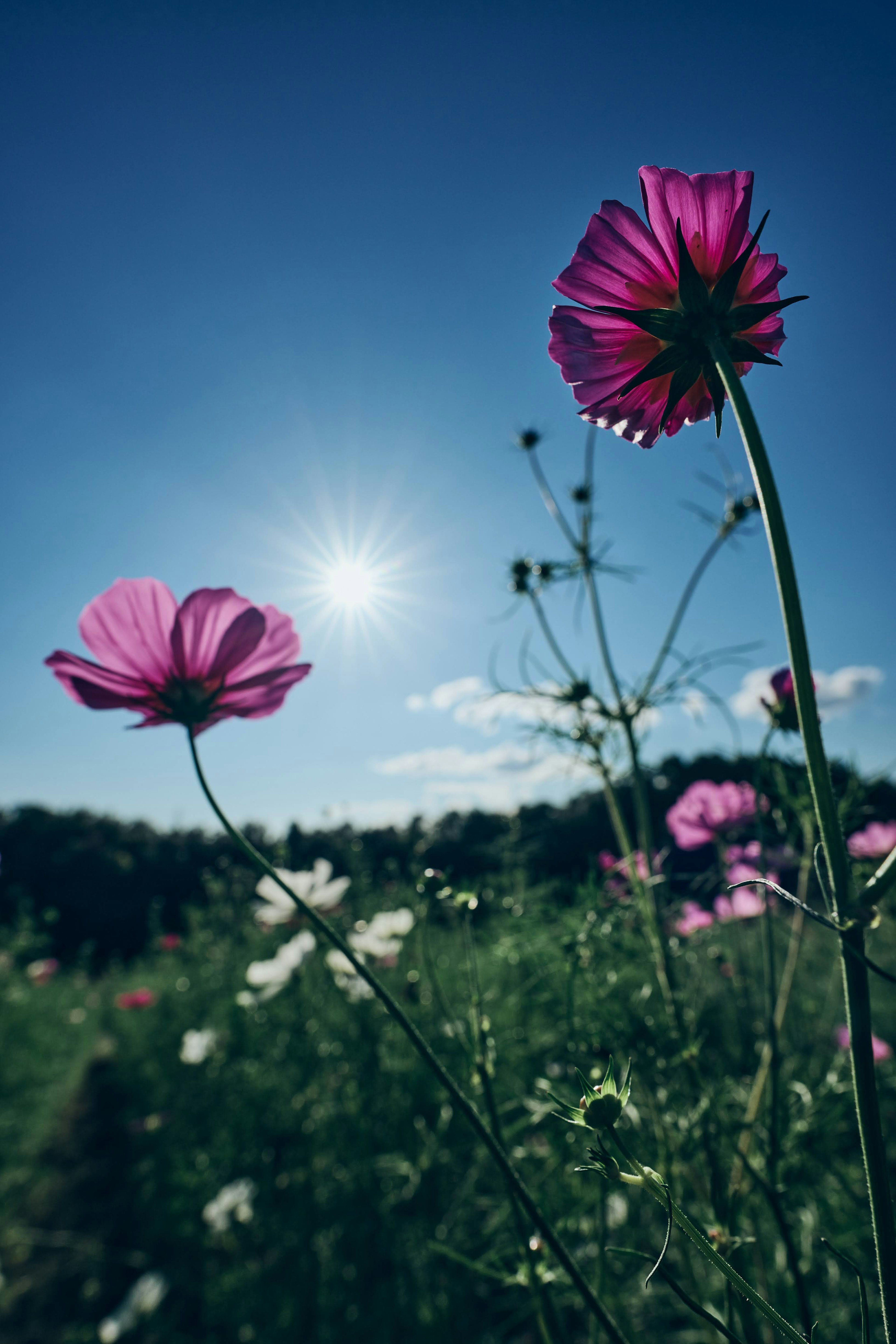 青空の下で咲くピンクのコスモスの花々と太陽