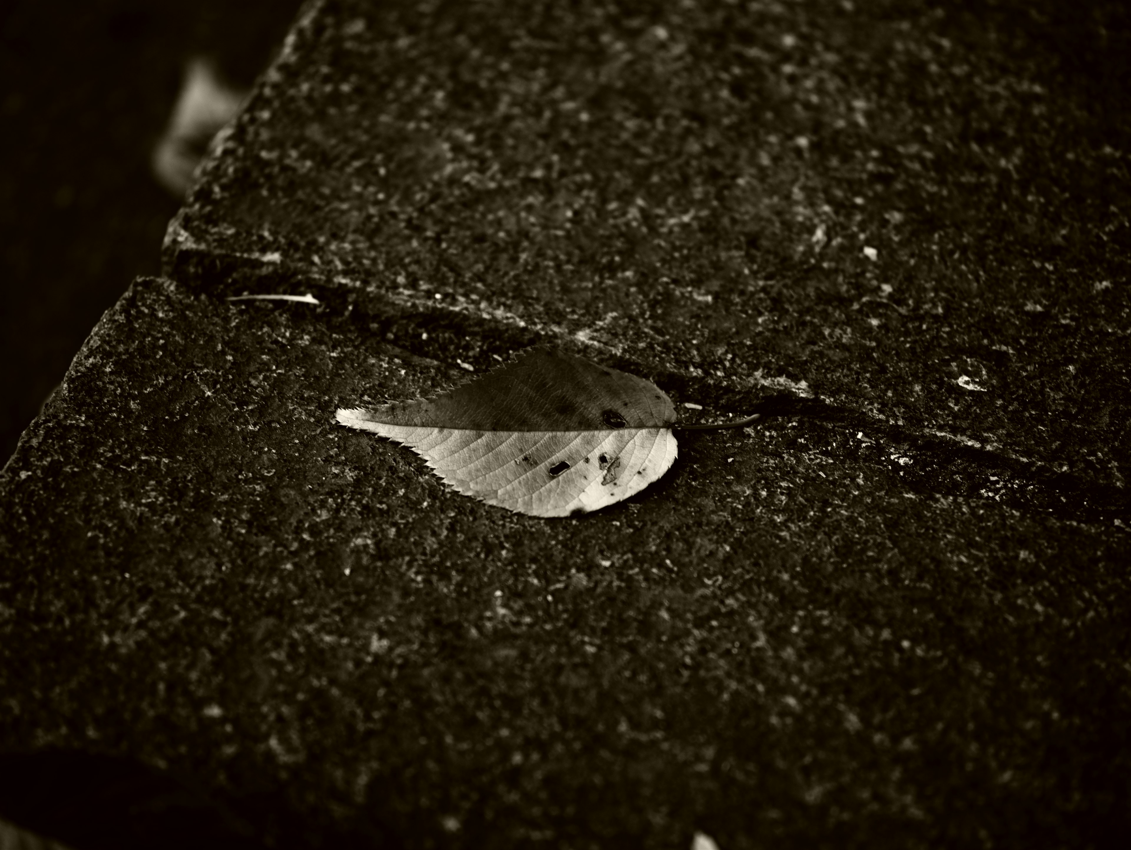 A leaf resting on a textured stone surface in black and white