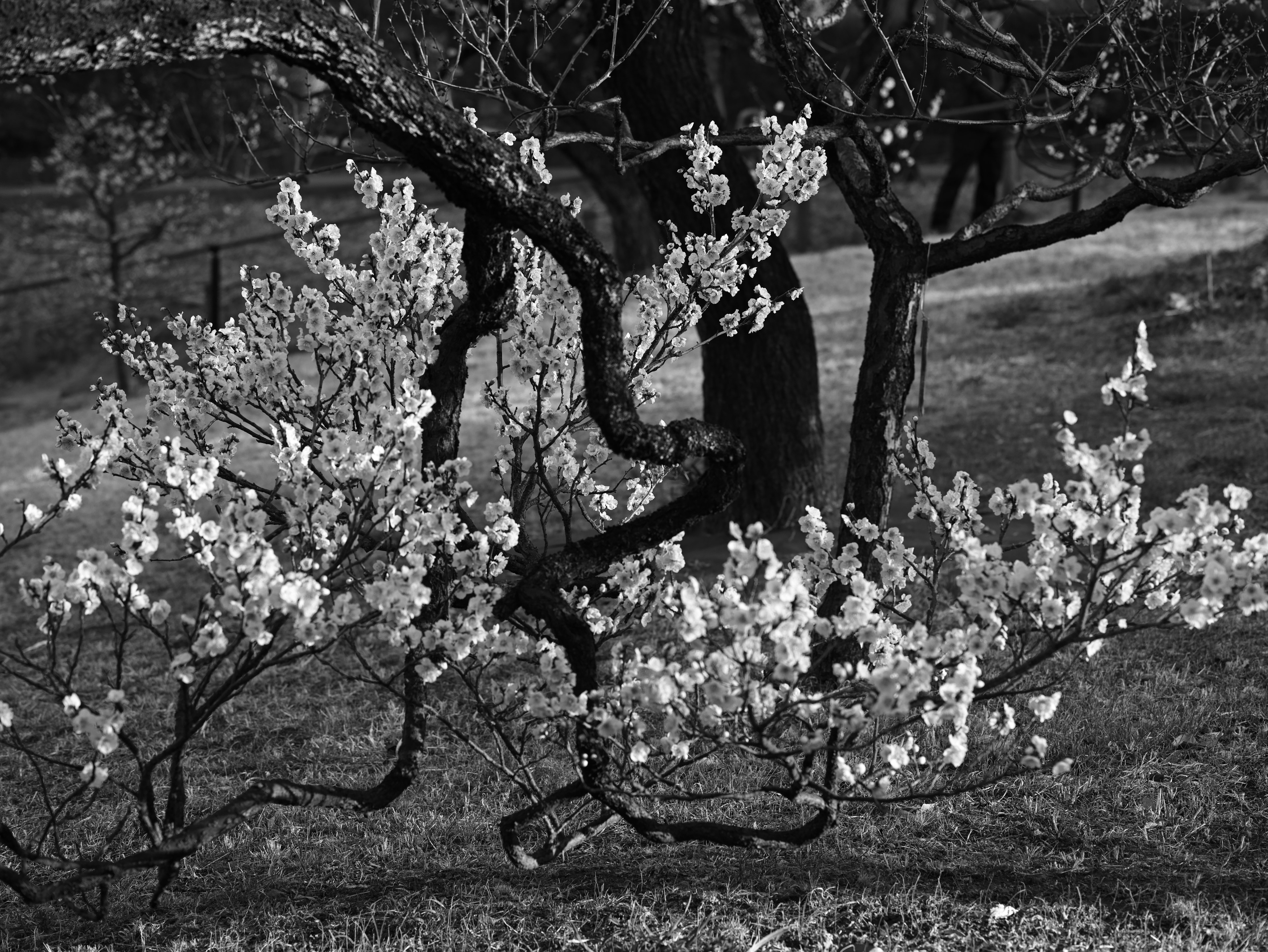 Ramas de árbol con flores en fondo blanco y negro