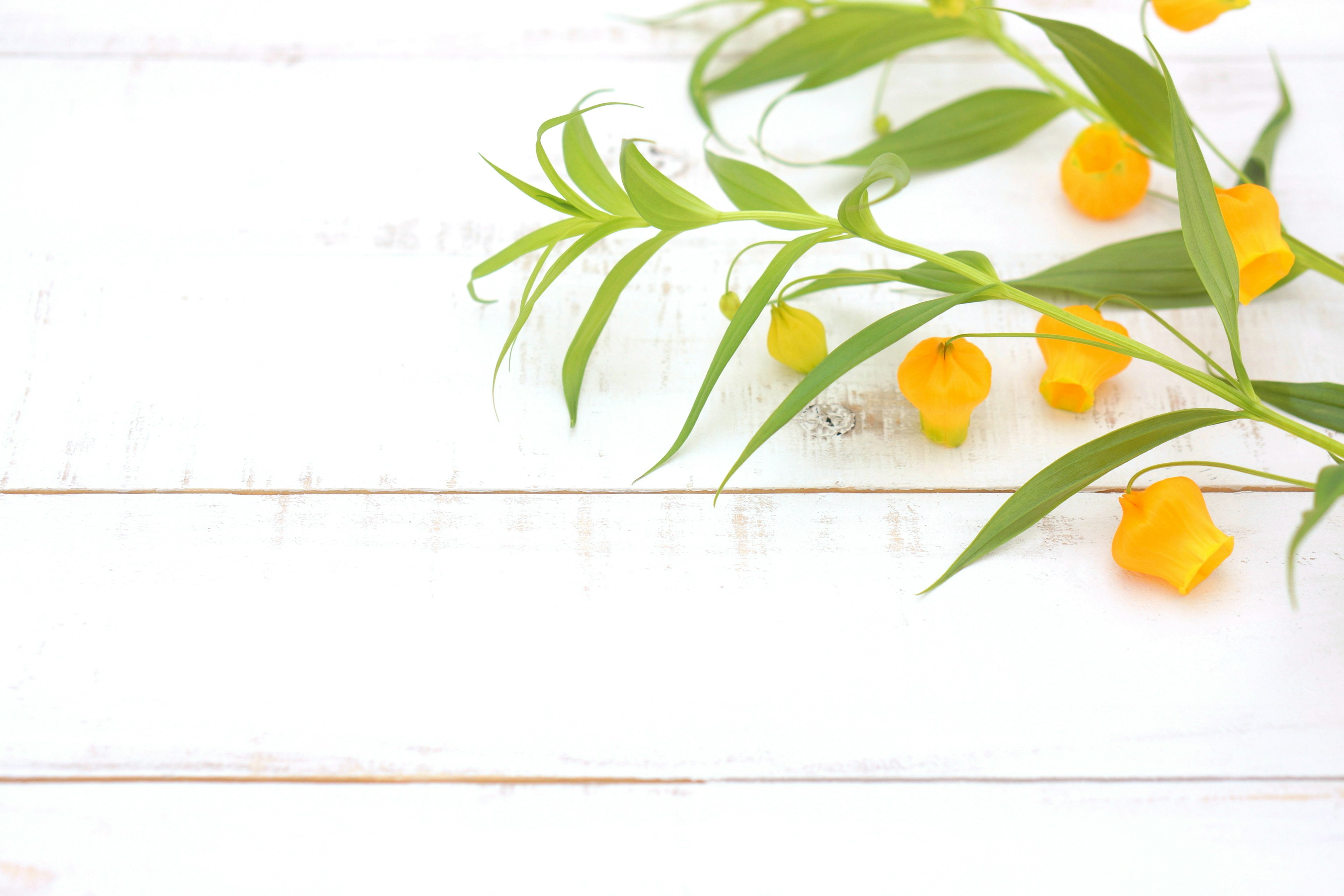 Image of yellow flowers and green leaves arranged on a white background