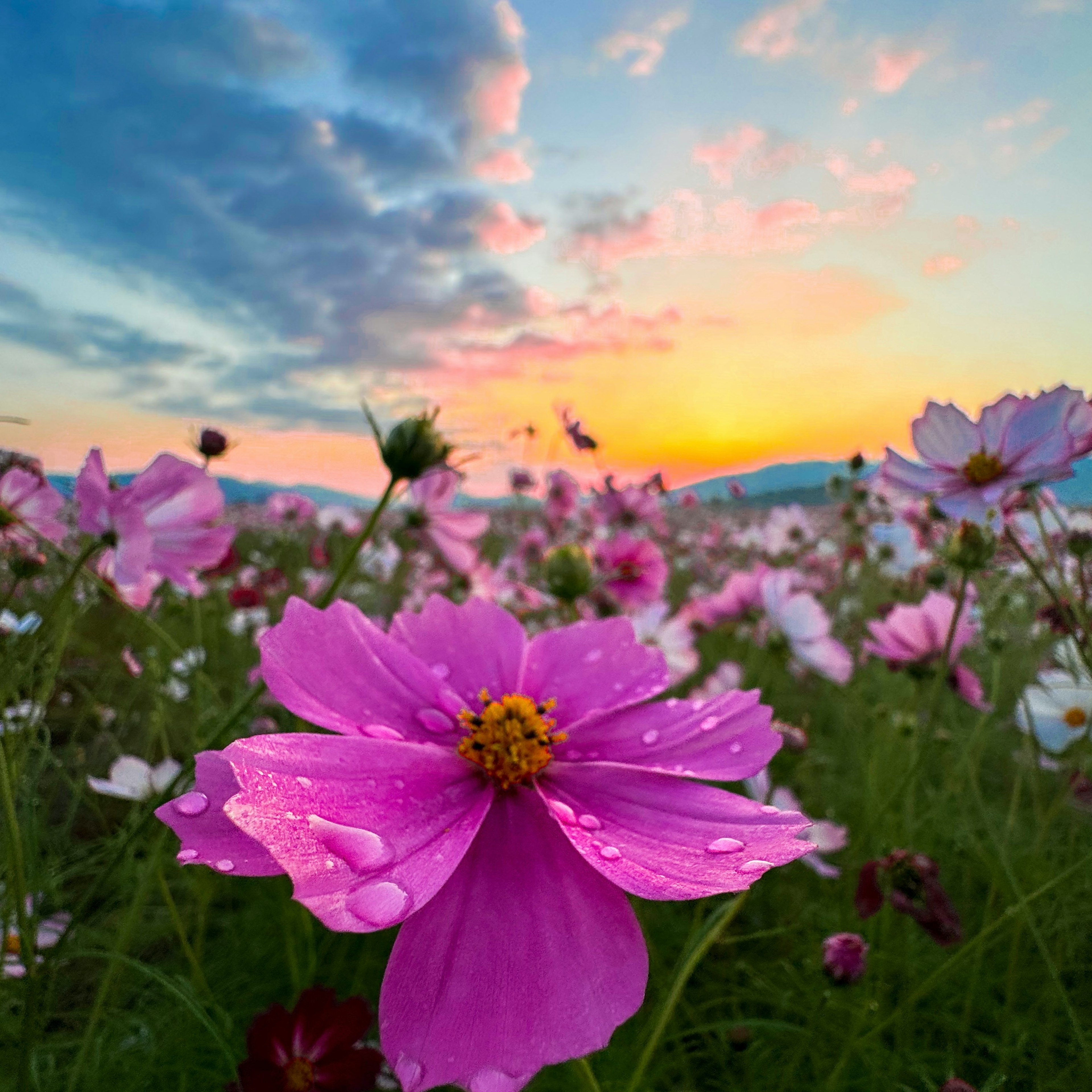 夕日を背景に咲くピンクのコスモスの花が広がる風景