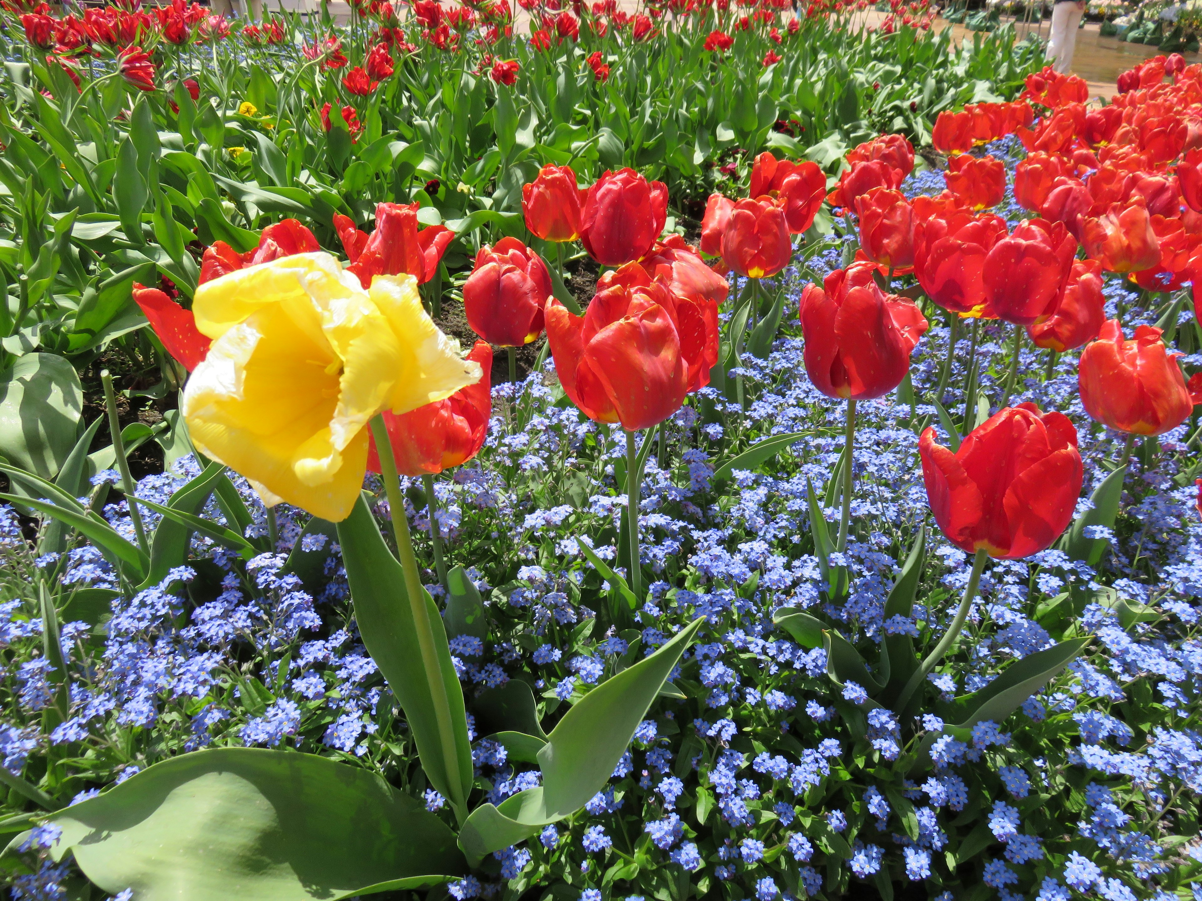 Image of a flower garden featuring red tulips and a yellow tulip among blue flowers