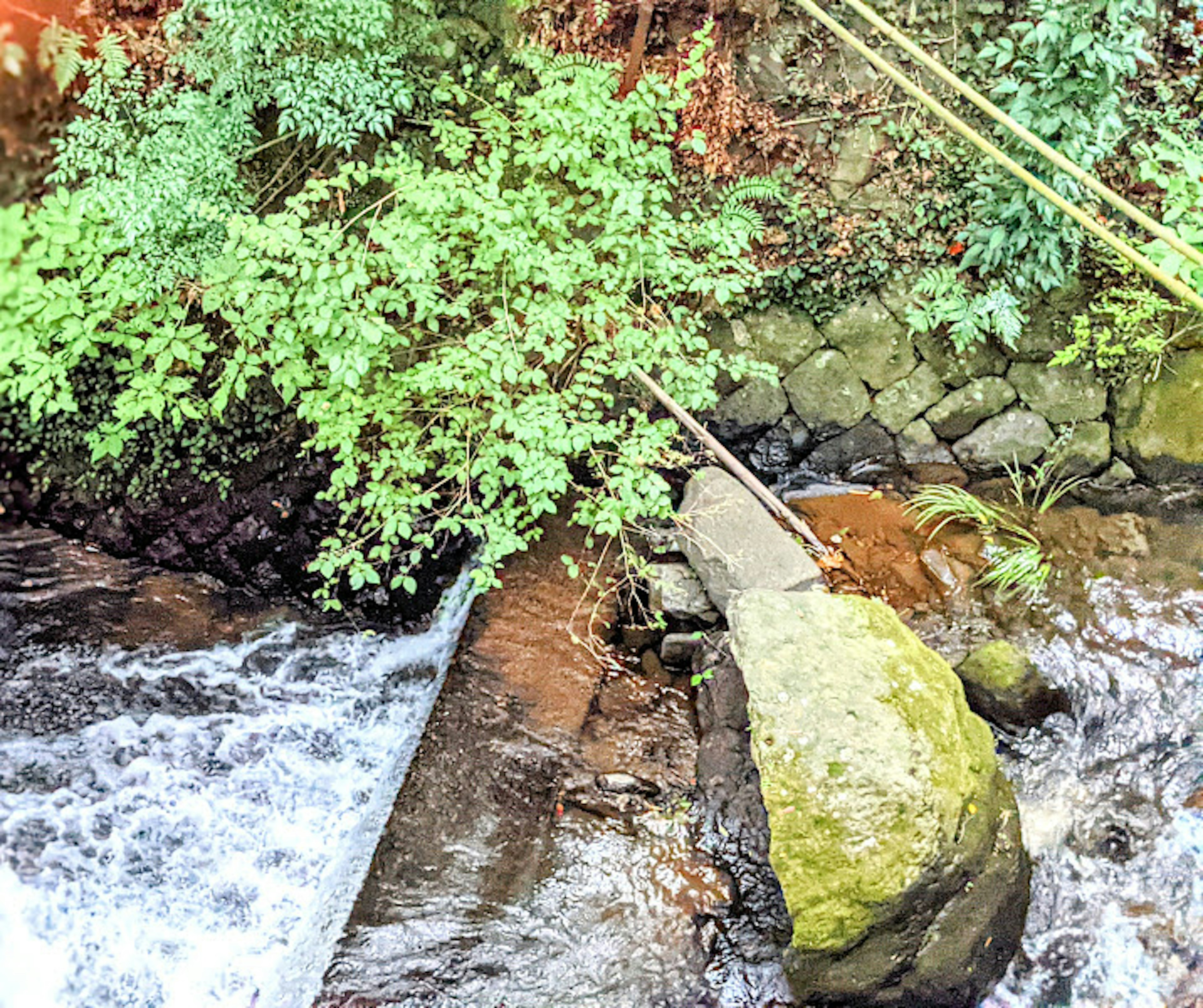 Pemandangan alam yang menampilkan sungai yang mengalir dan vegetasi subur