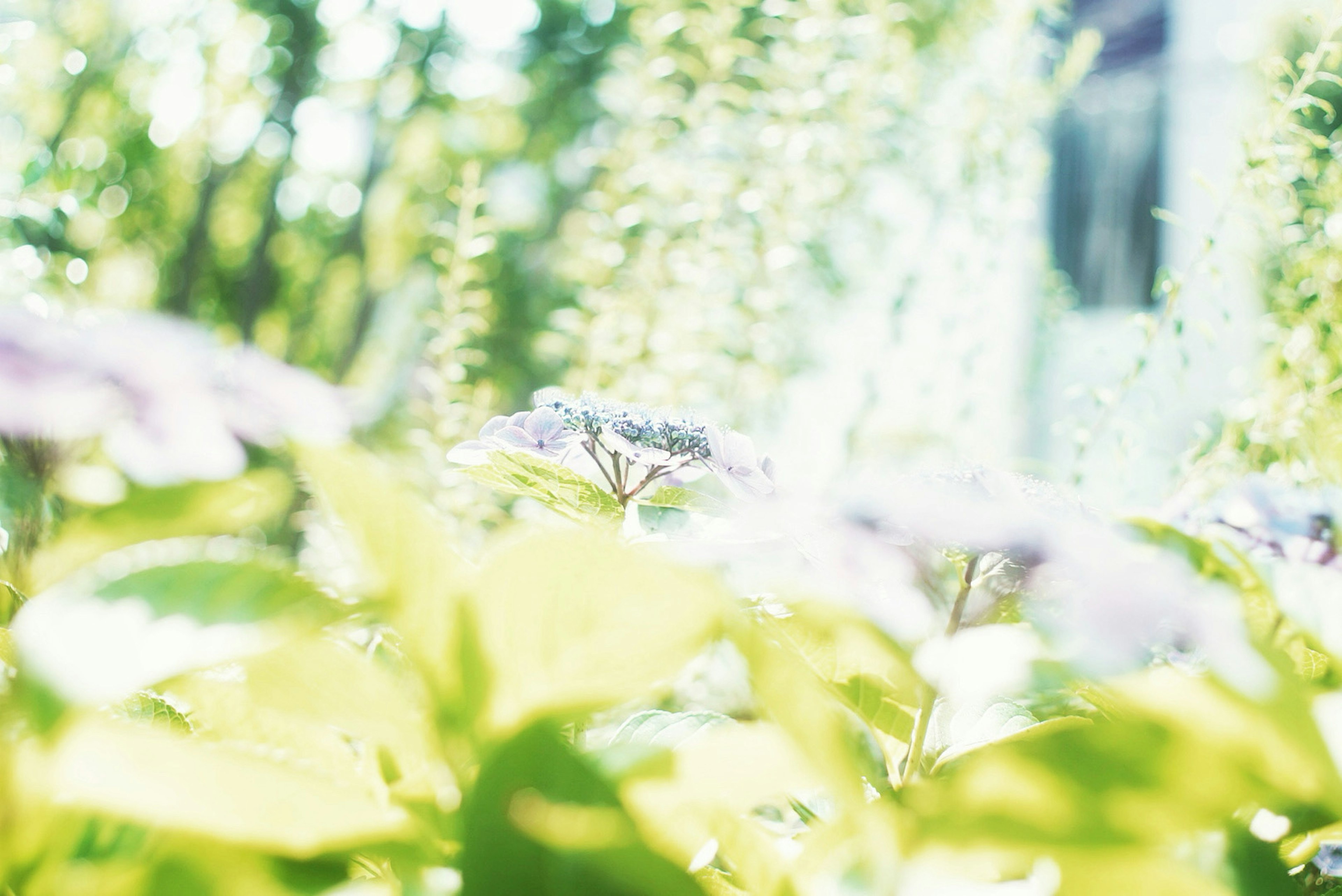 Una escena de jardín con flores de colores suaves y hojas verdes