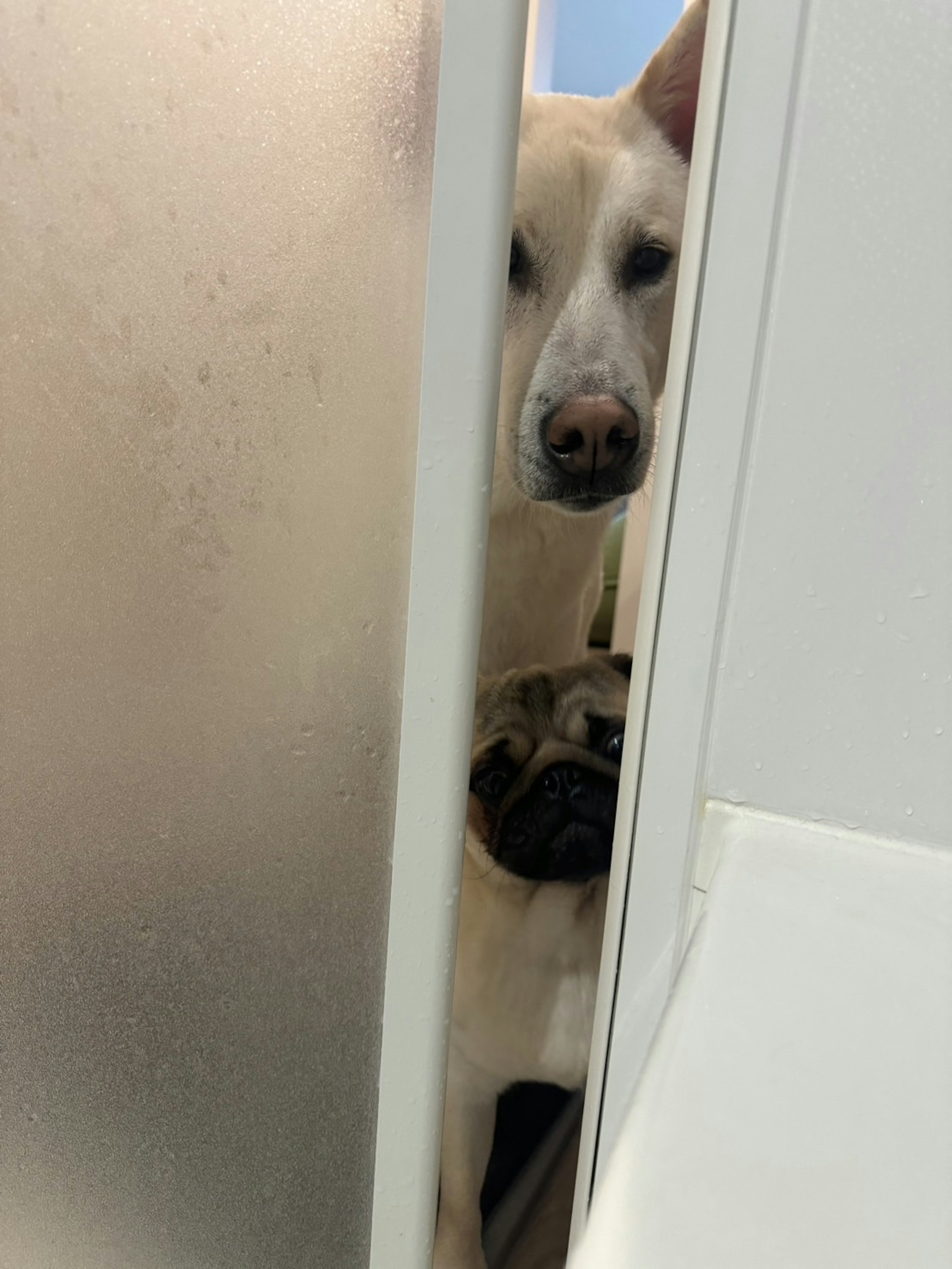 Two dogs peeking through a door gap a white dog and a black pug