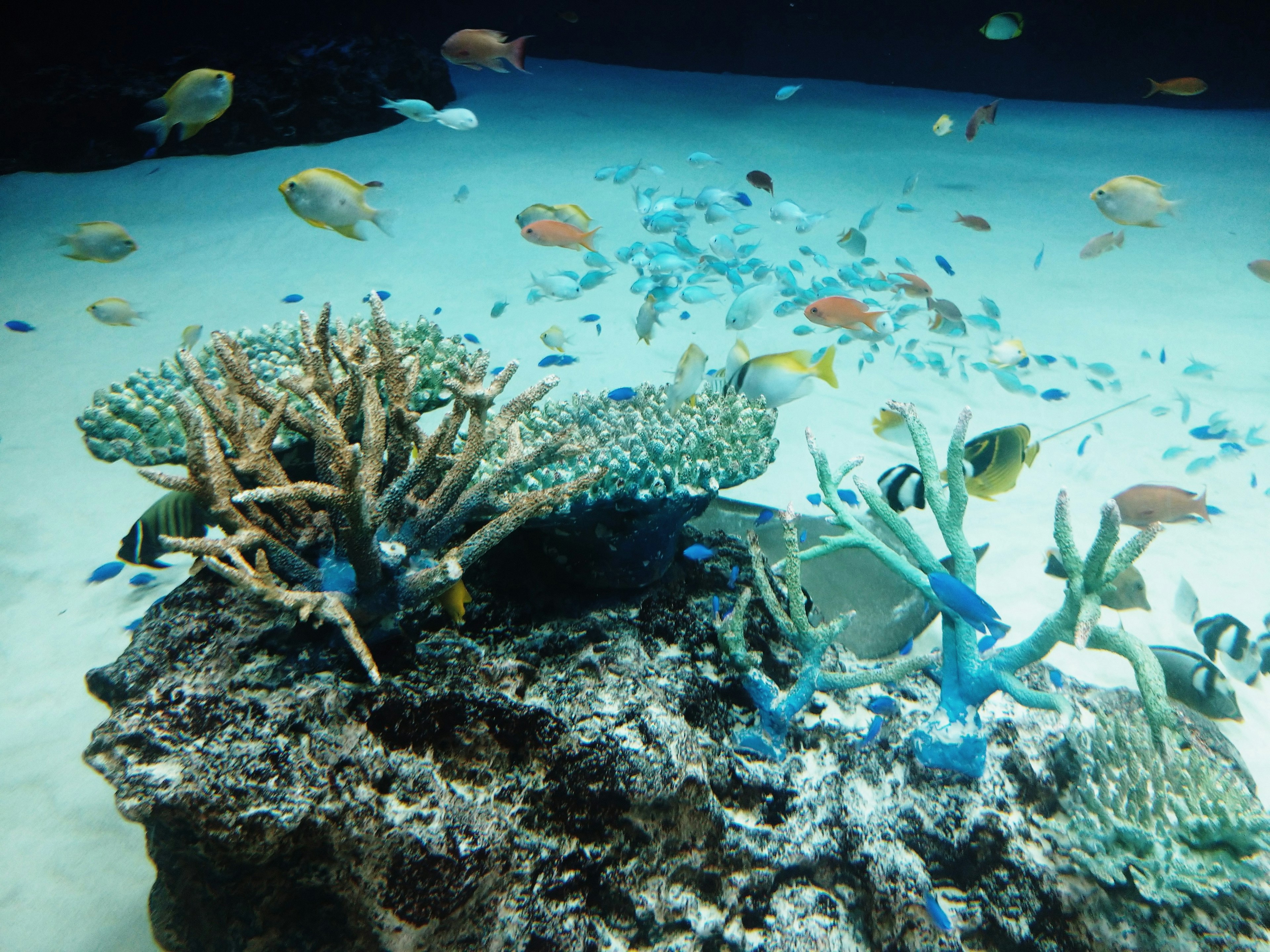 Rif koral yang hidup dengan ikan berwarna-warni berenang di air biru jernih