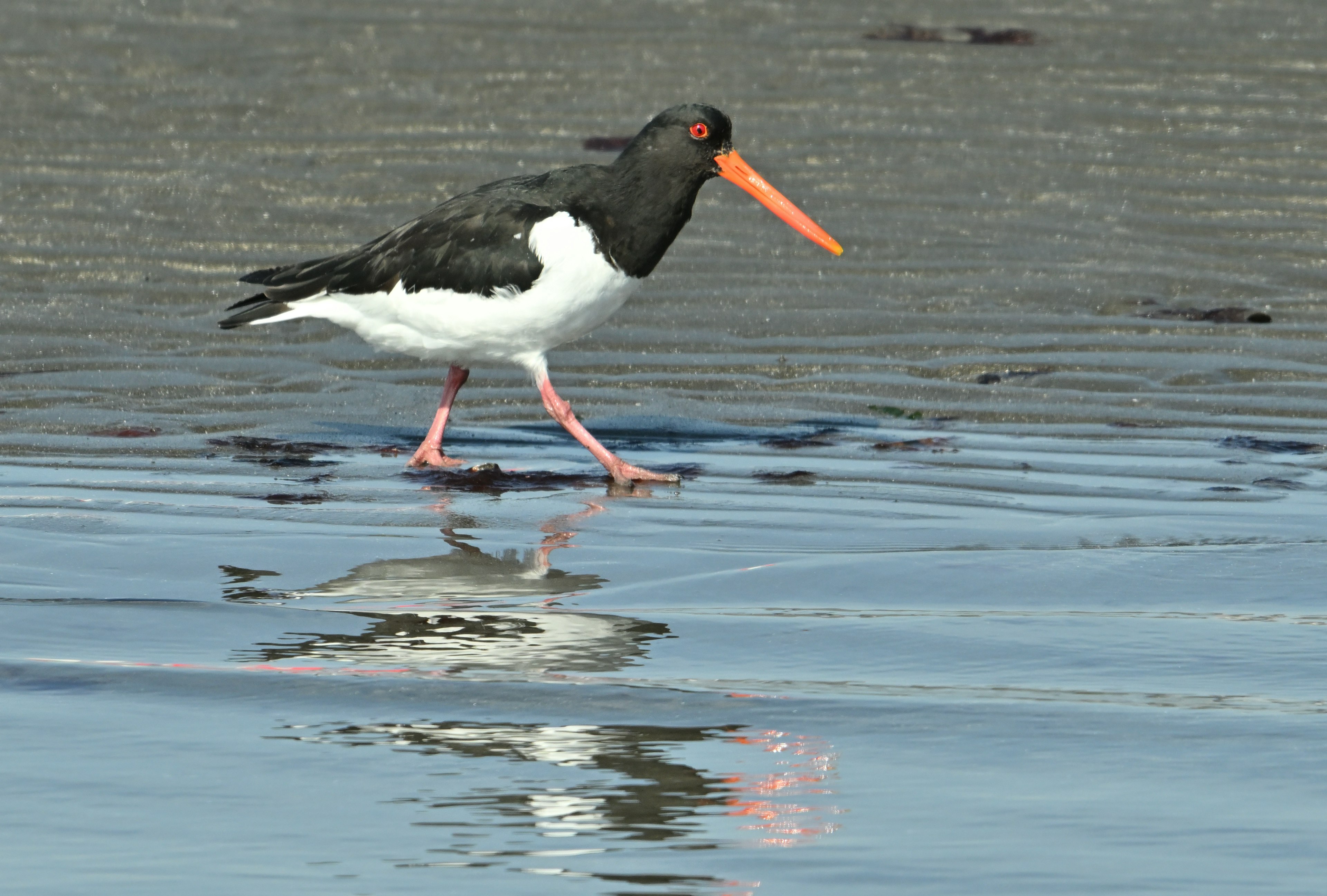 海岸で歩いているオーストラリアオーストリッチの鳥の画像