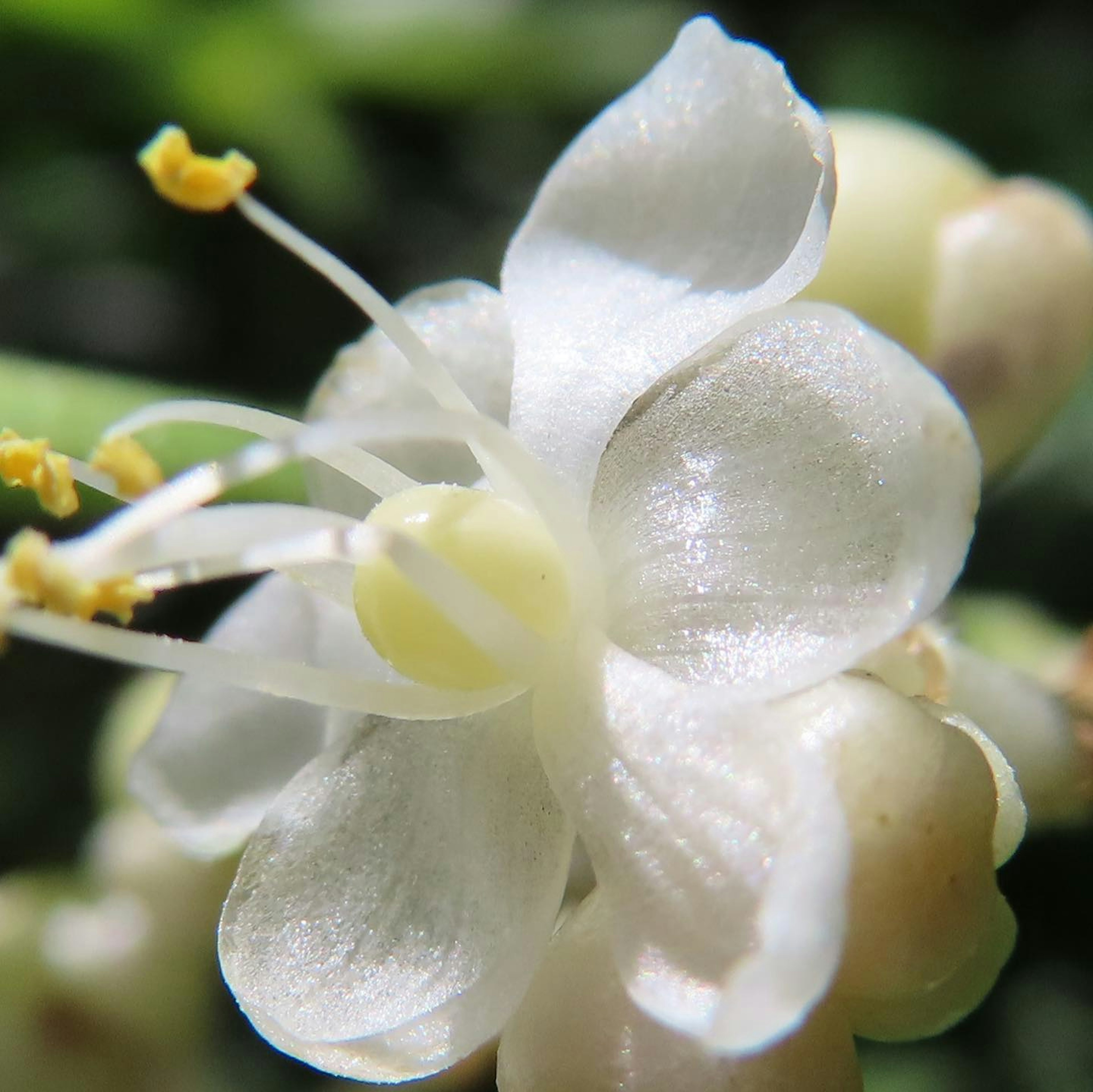 Primo piano di un fiore bianco con petali lucidi e stami gialli