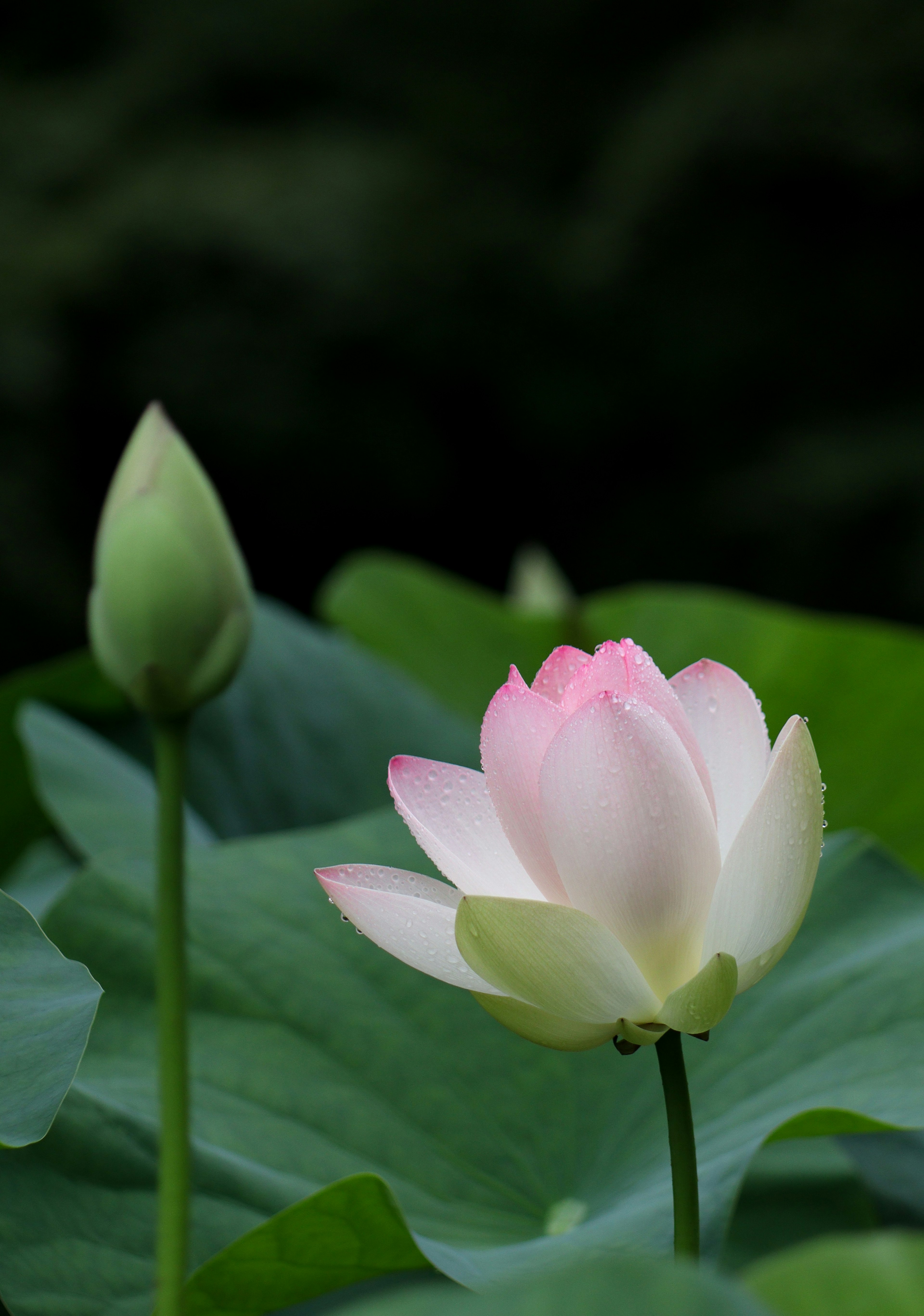 Una hermosa flor de loto y un capullo rodeados de hojas verdes