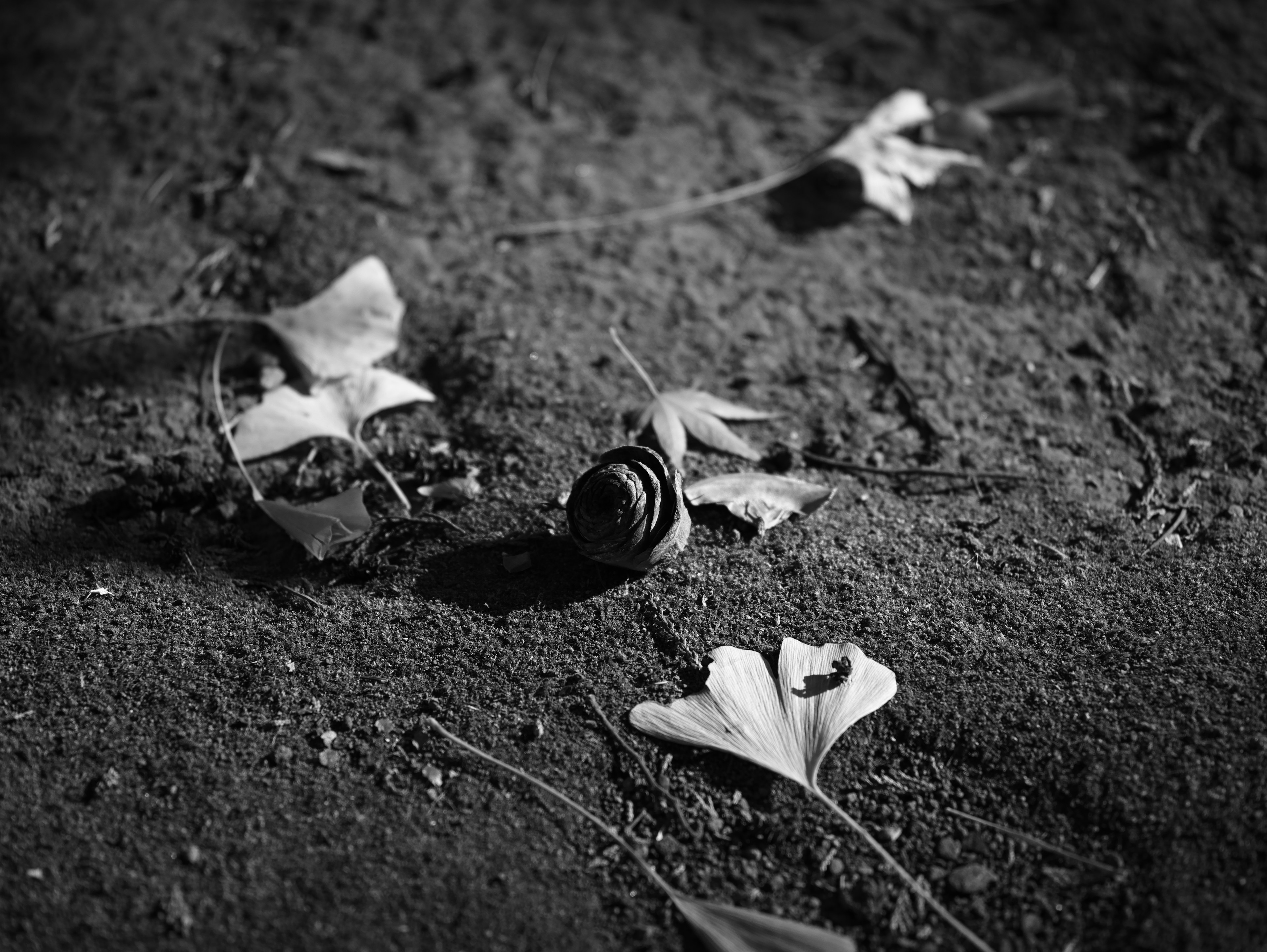 Imagen en blanco y negro con un pequeño objeto en el suelo rodeado de hojas esparcidas