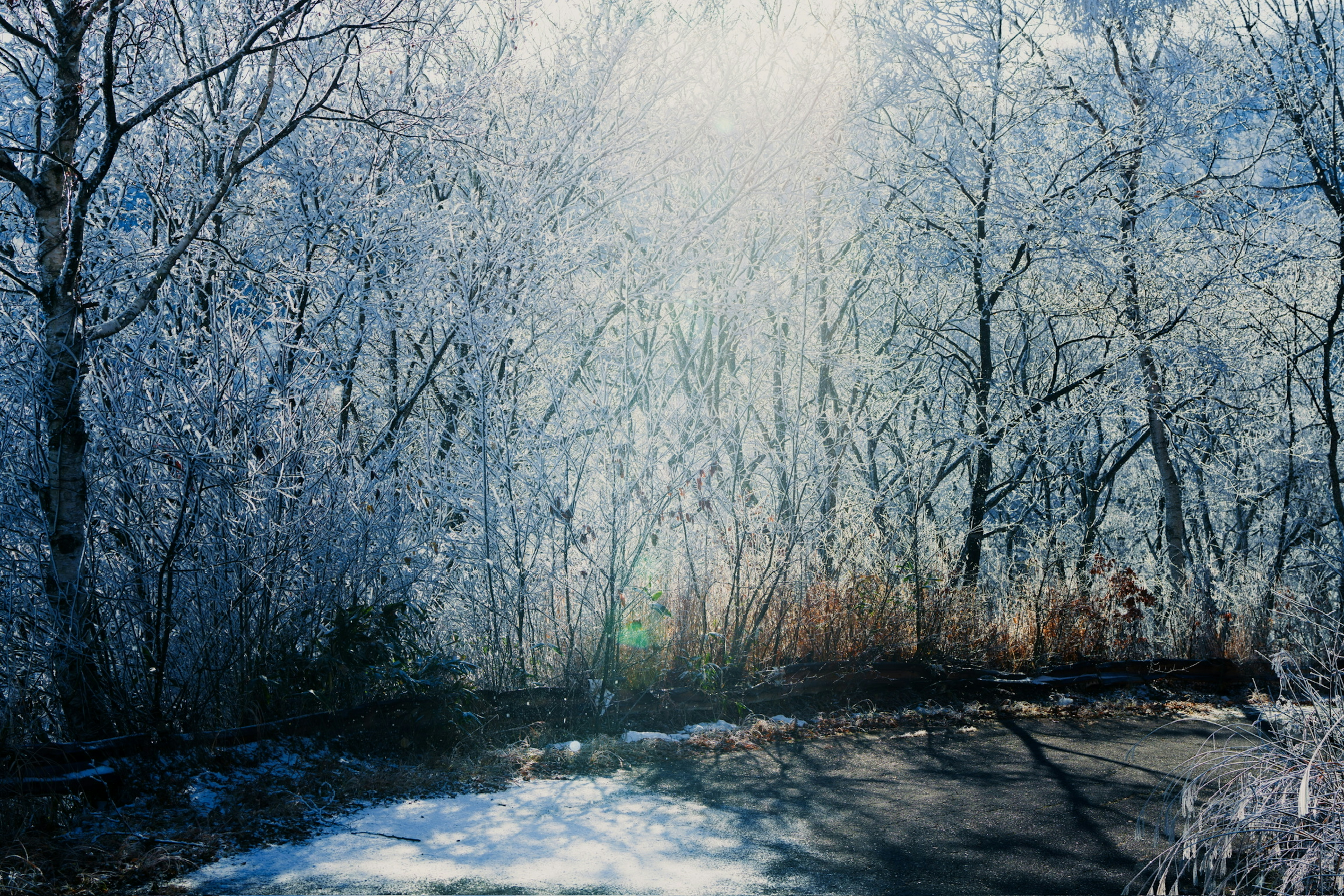 Escena de bosque invernal con árboles helados y luz suave que brilla