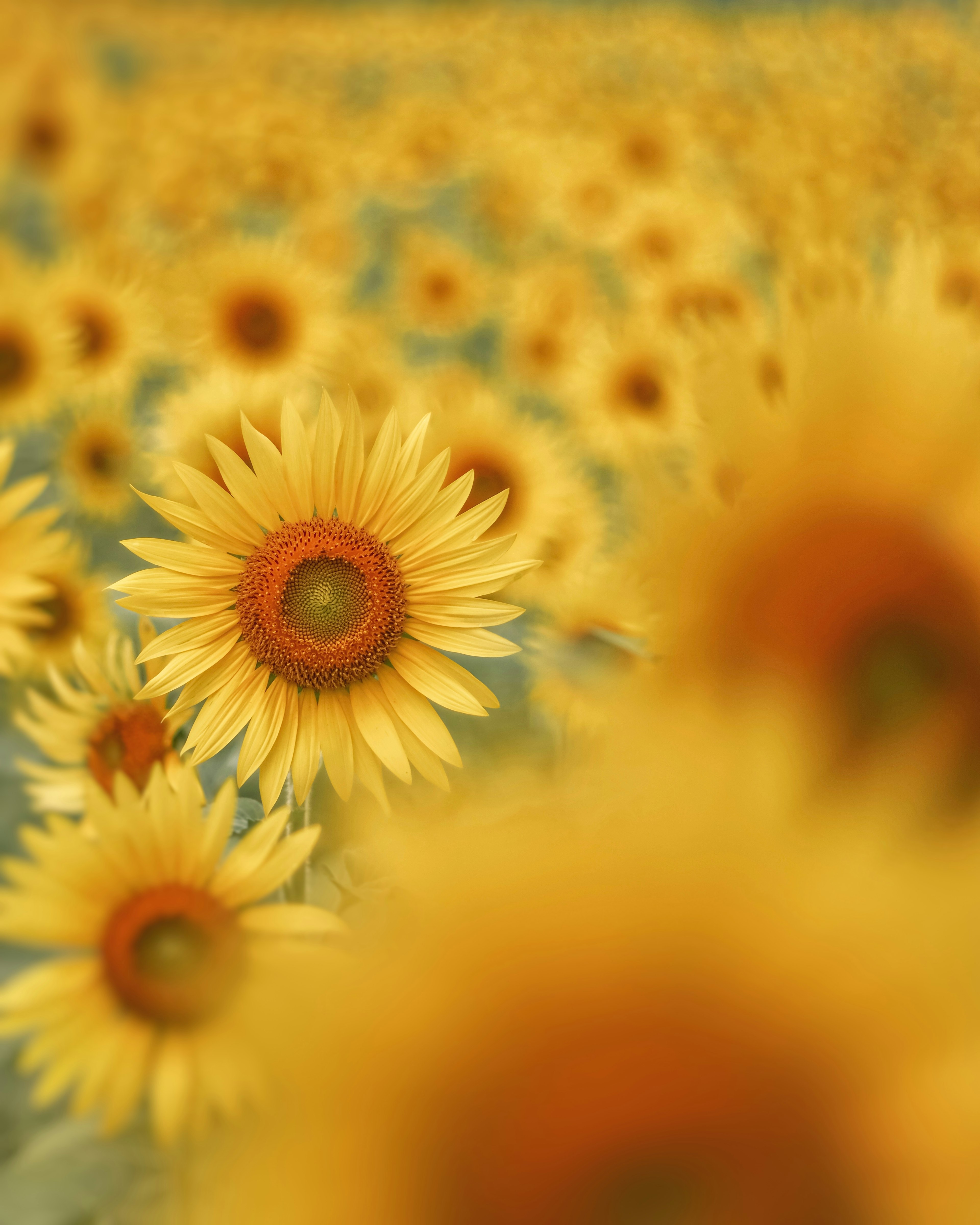 明るいひまわりの花畑の近接写真、背景には黄色いひまわりが広がっている