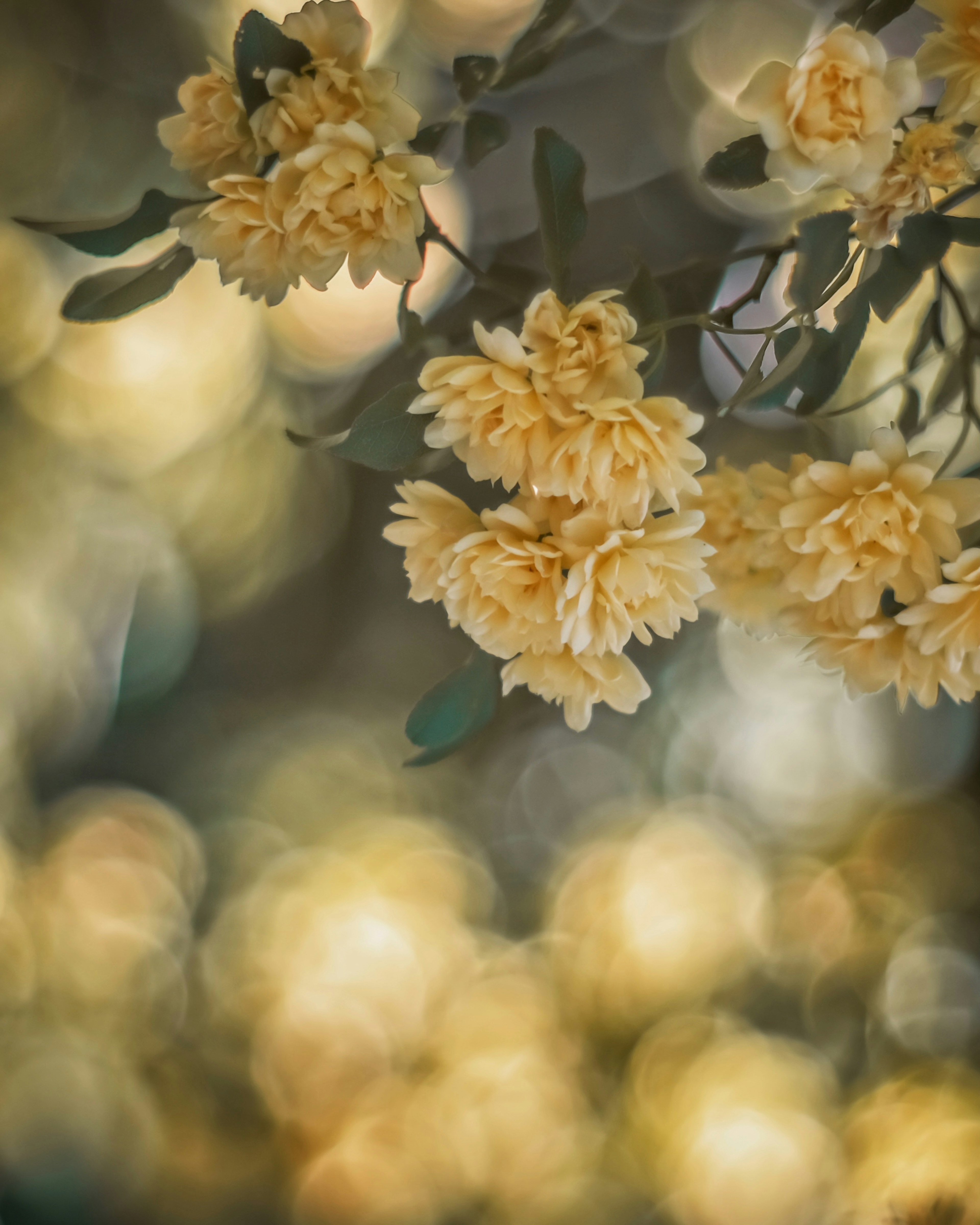 Primer plano de hermosas flores amarillas en una rama con fondo borroso