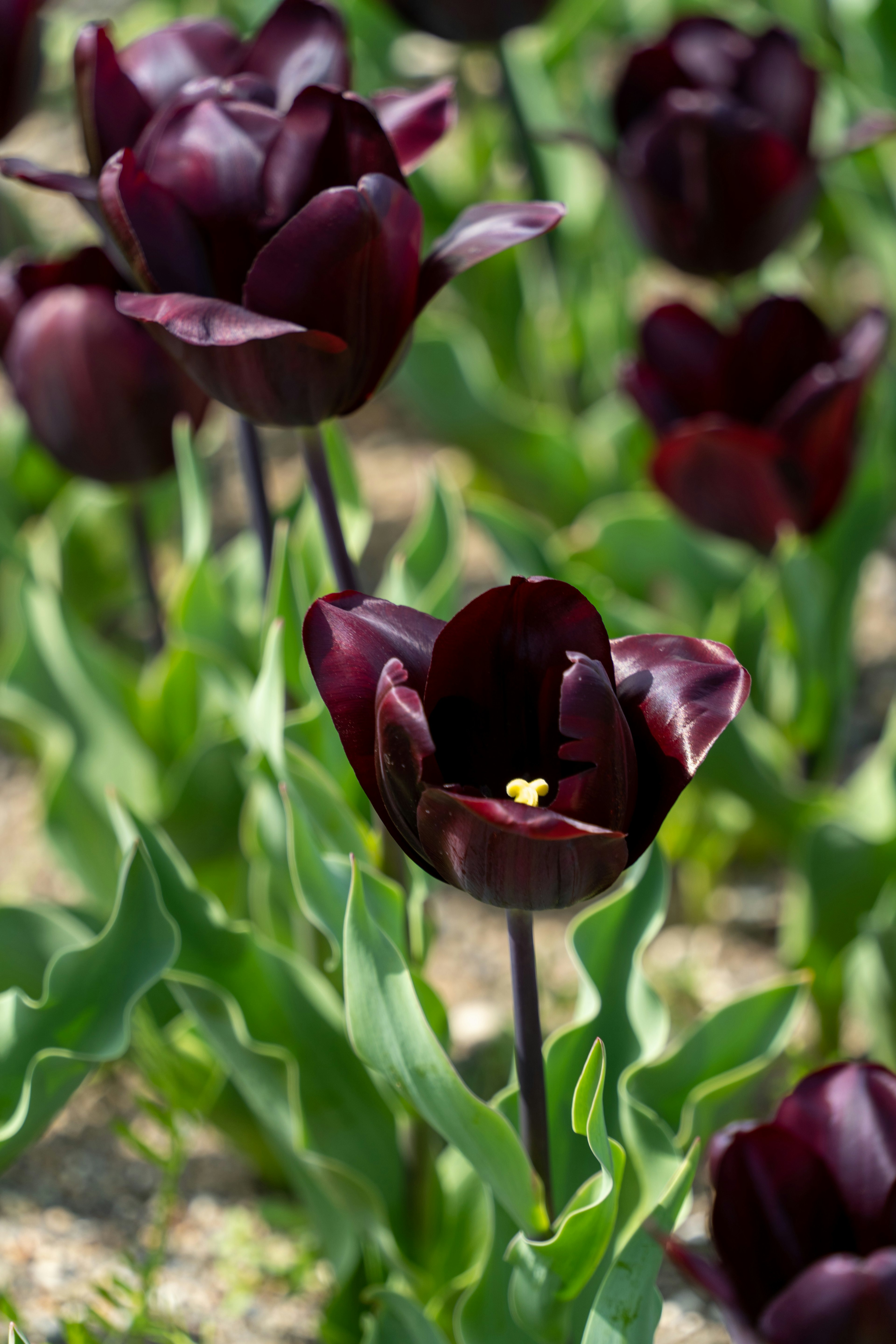 Ladang tulip ungu tua mekar di bawah sinar matahari