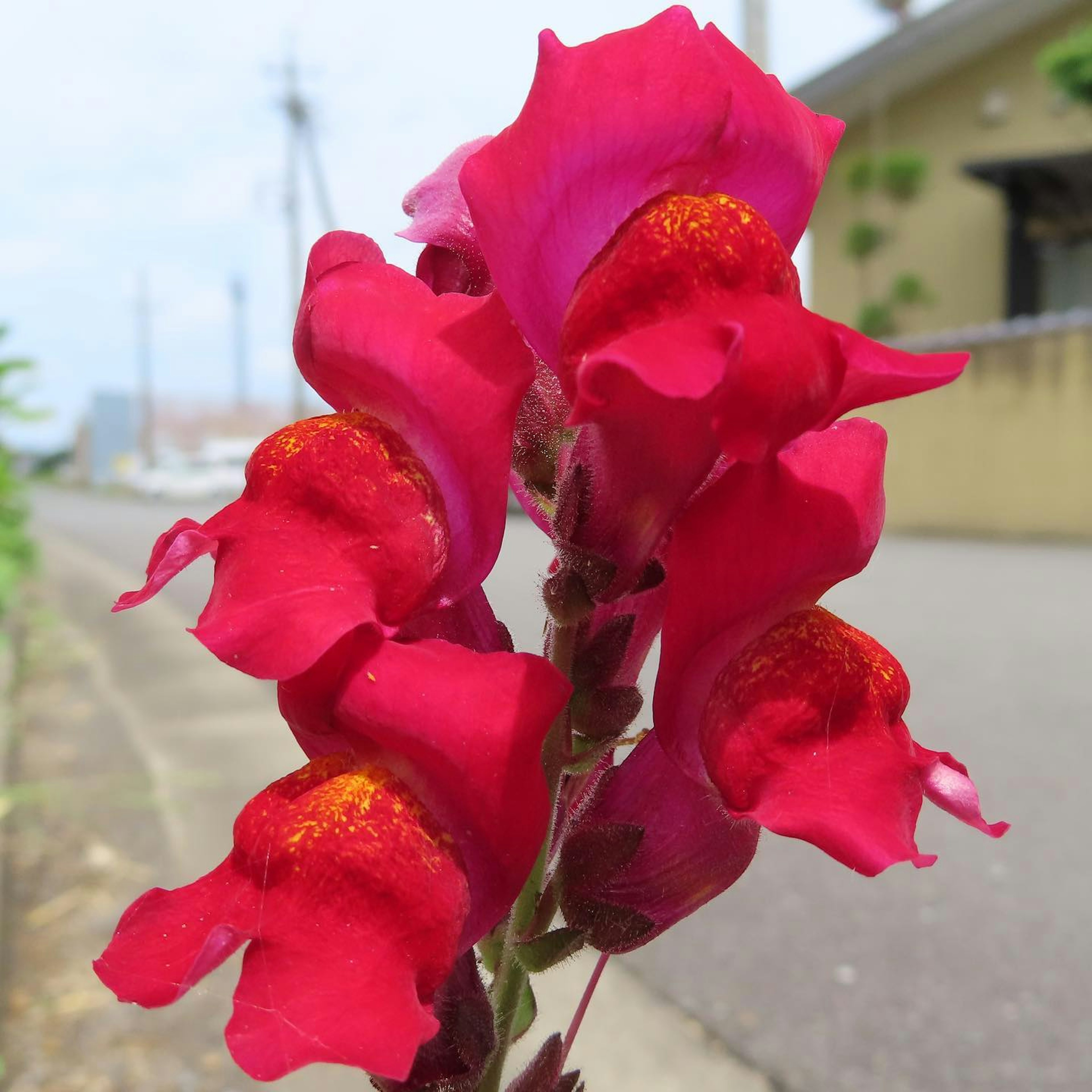 Close-up of bright red snapdragon flowers with a blurred street and house in the background