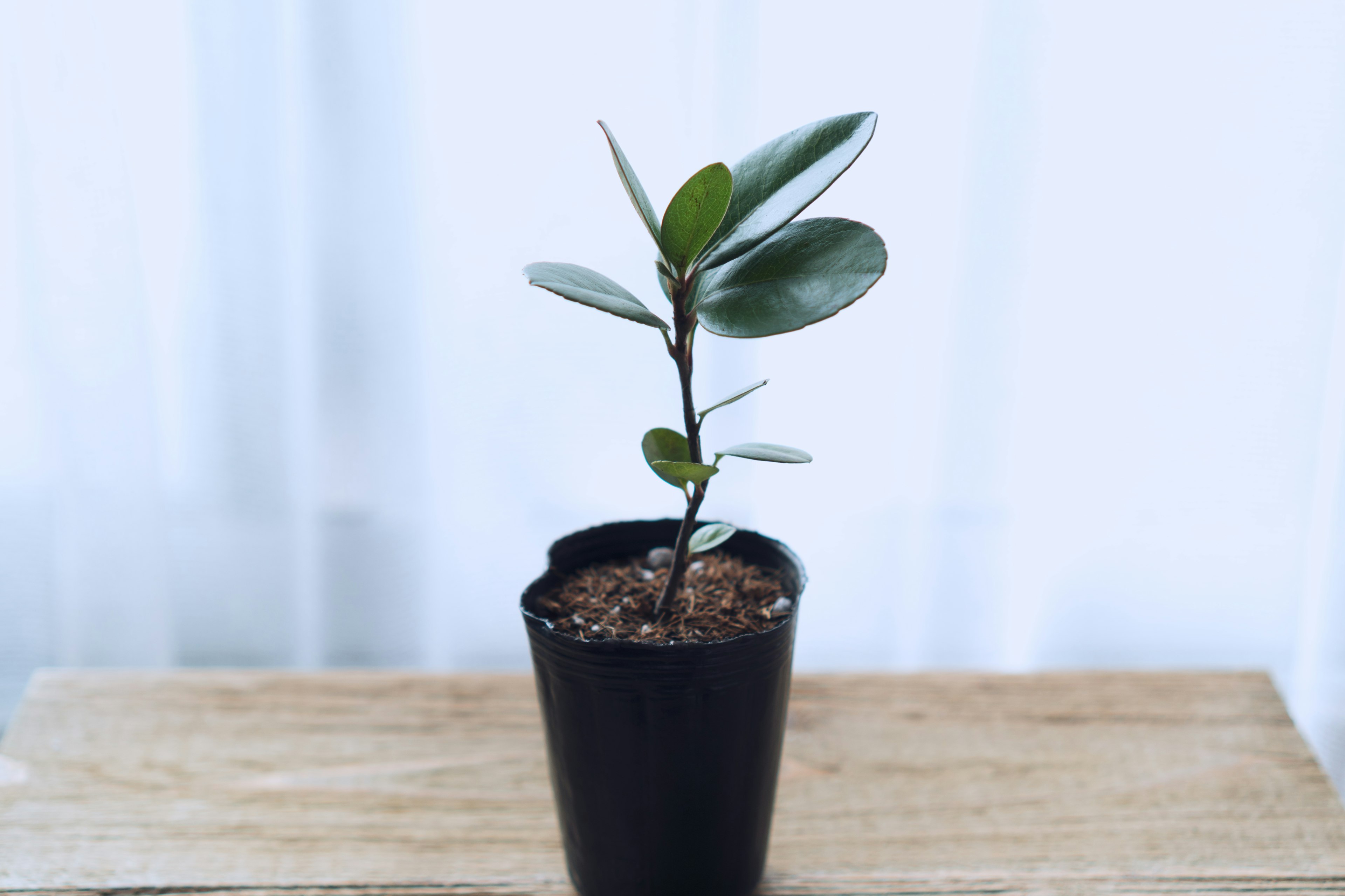 Pequeña planta verde en una maceta negra con tierra