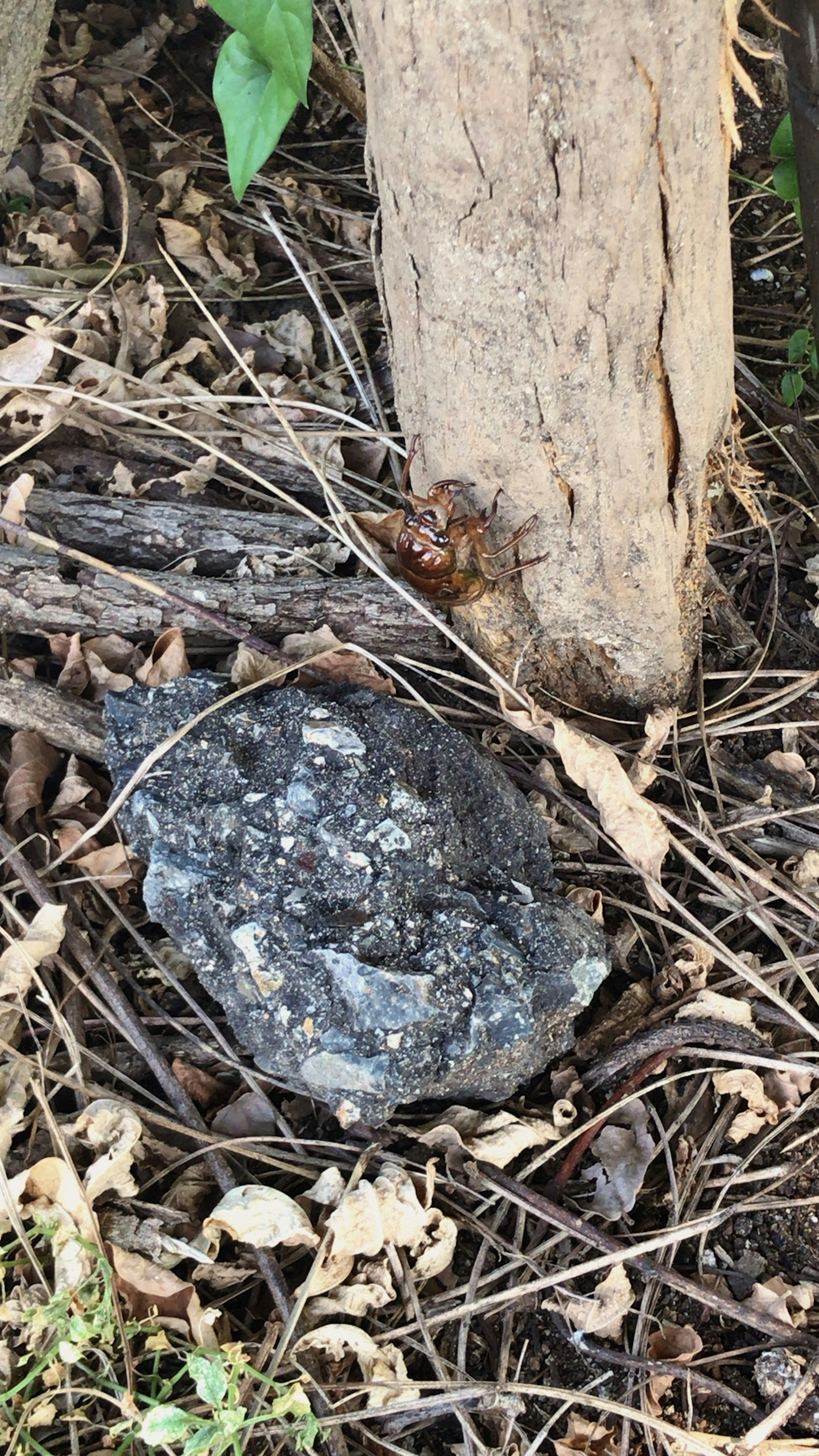 Black stone at the base of a tree surrounded by dry leaves and twigs