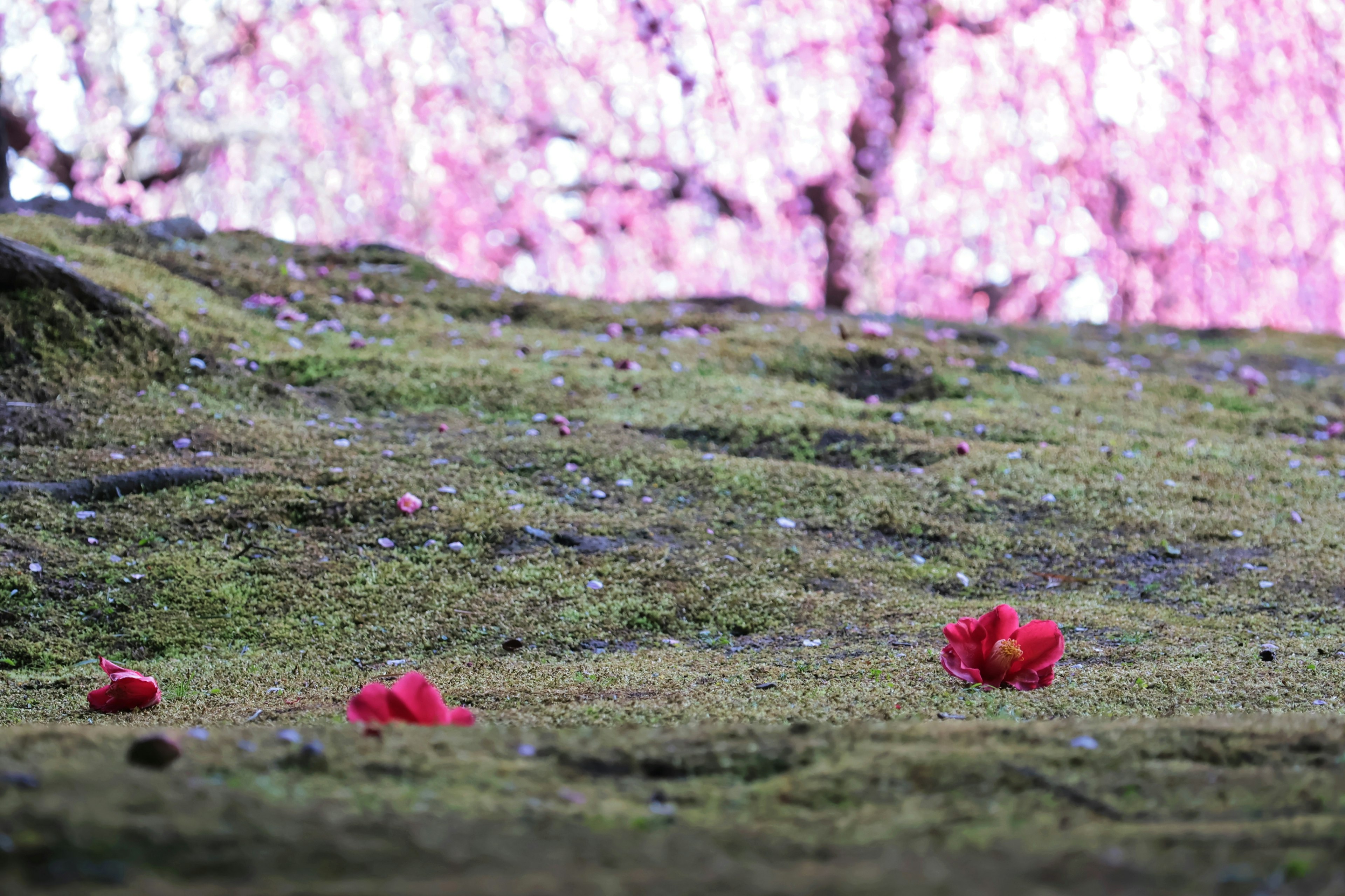 Red flower petals scattered on green moss with cherry blossom trees in the background