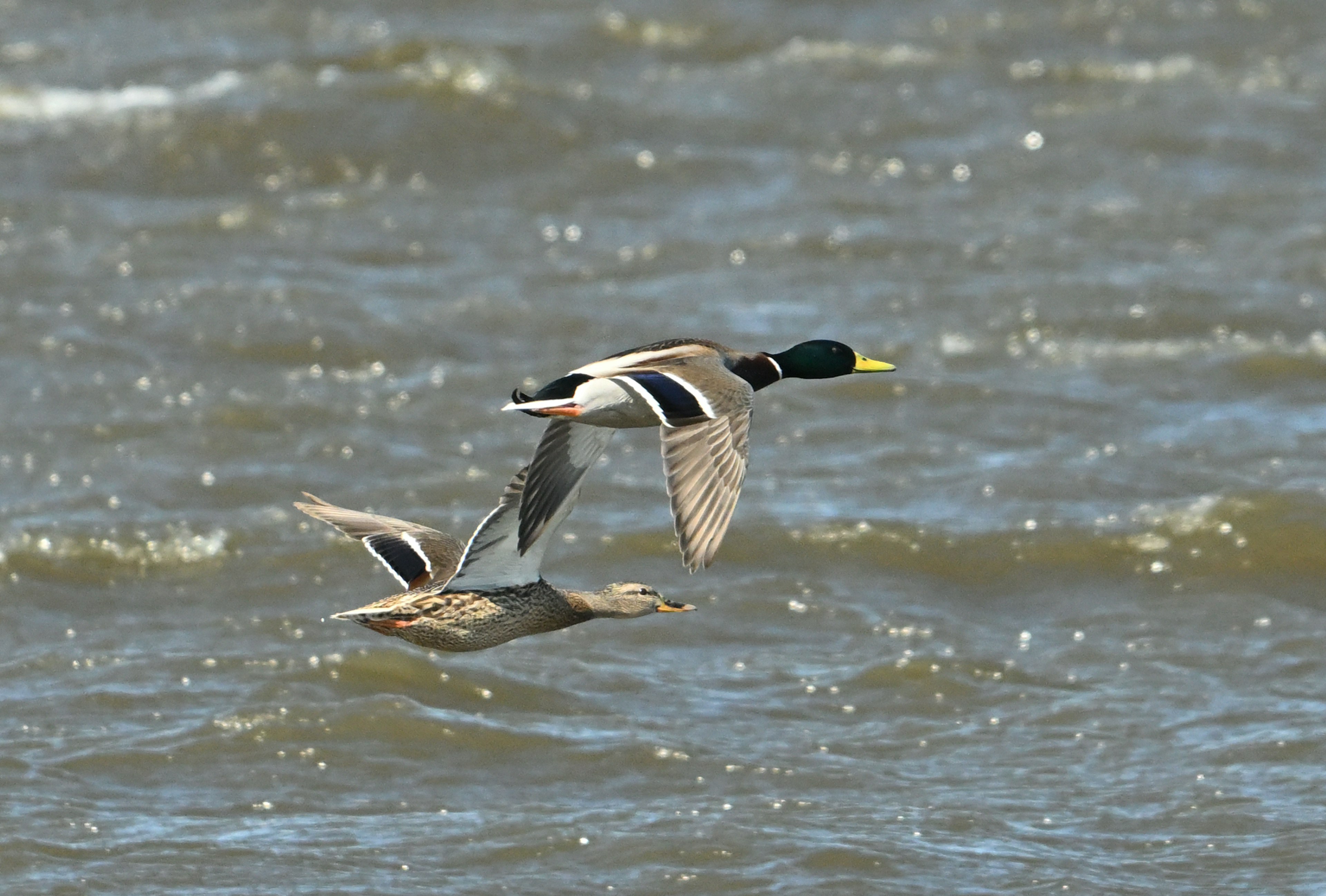 Patos mallard macho y hembra volando sobre el agua