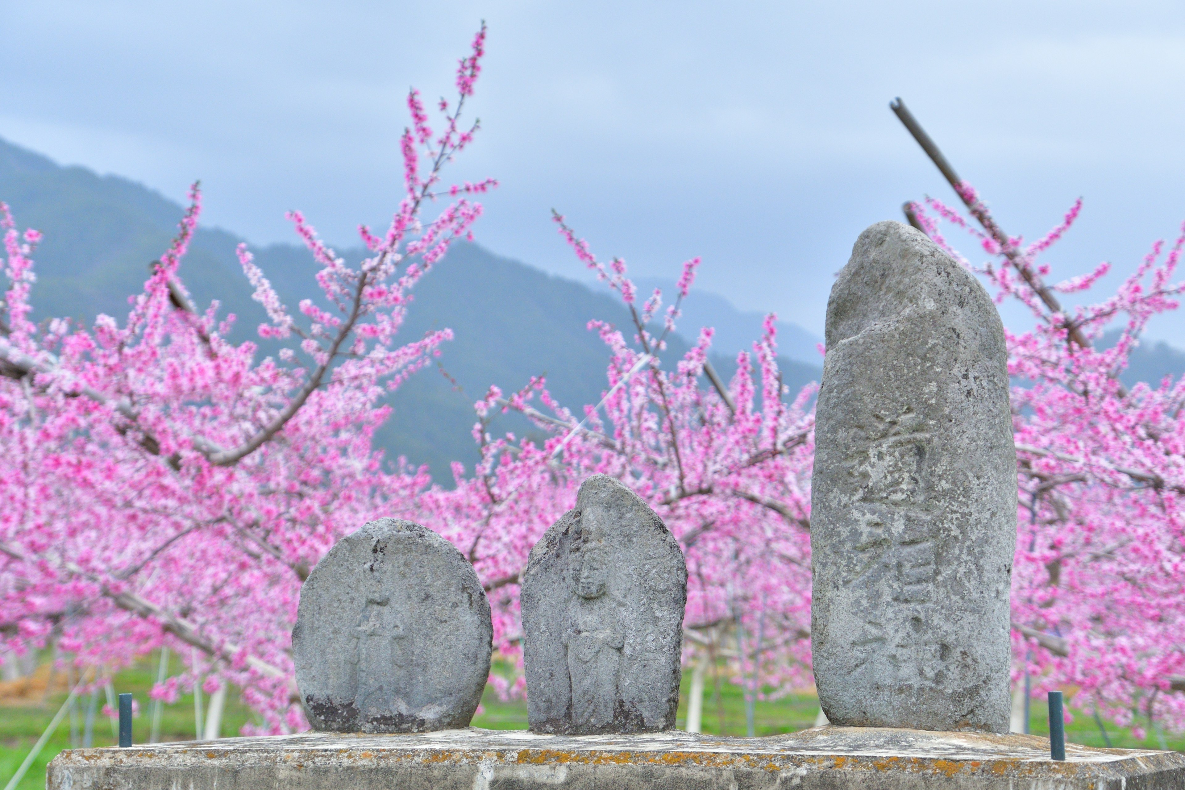 Three stone monuments in front of pink cherry blossom trees