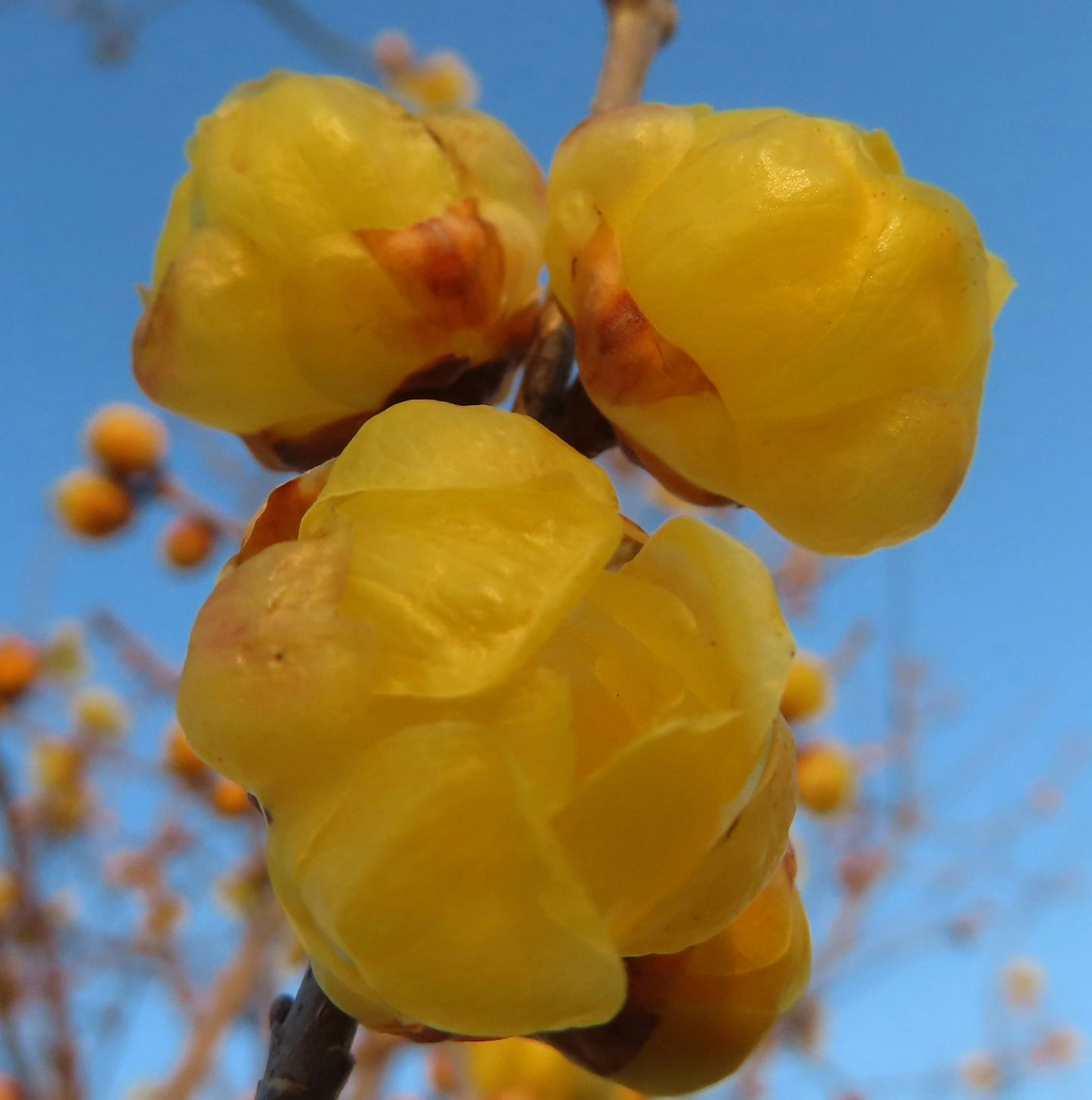 Gros plan sur des fleurs jaunes en fleur sur une branche d'arbre