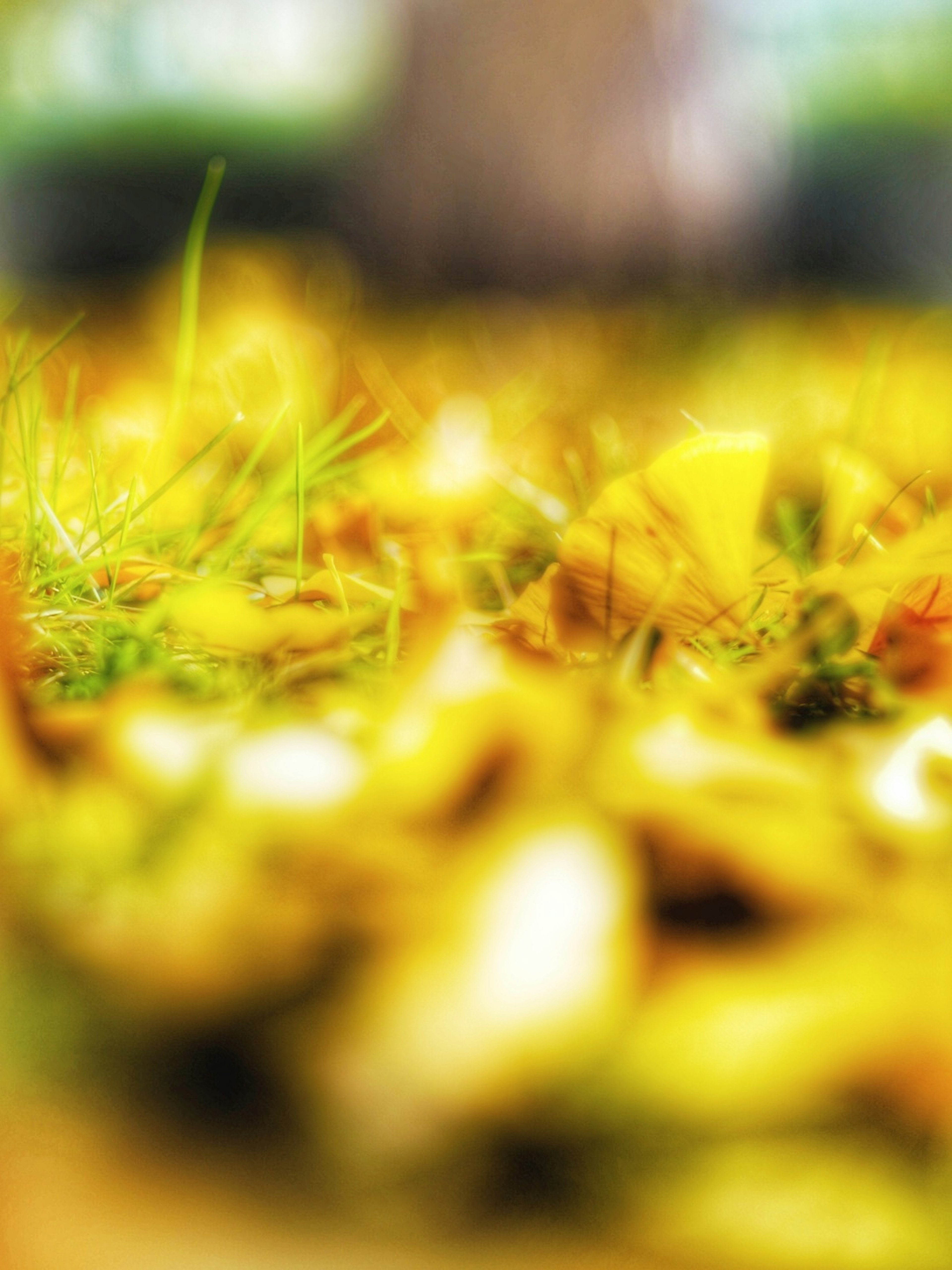 Blurry image of yellow petals and grass covering the ground