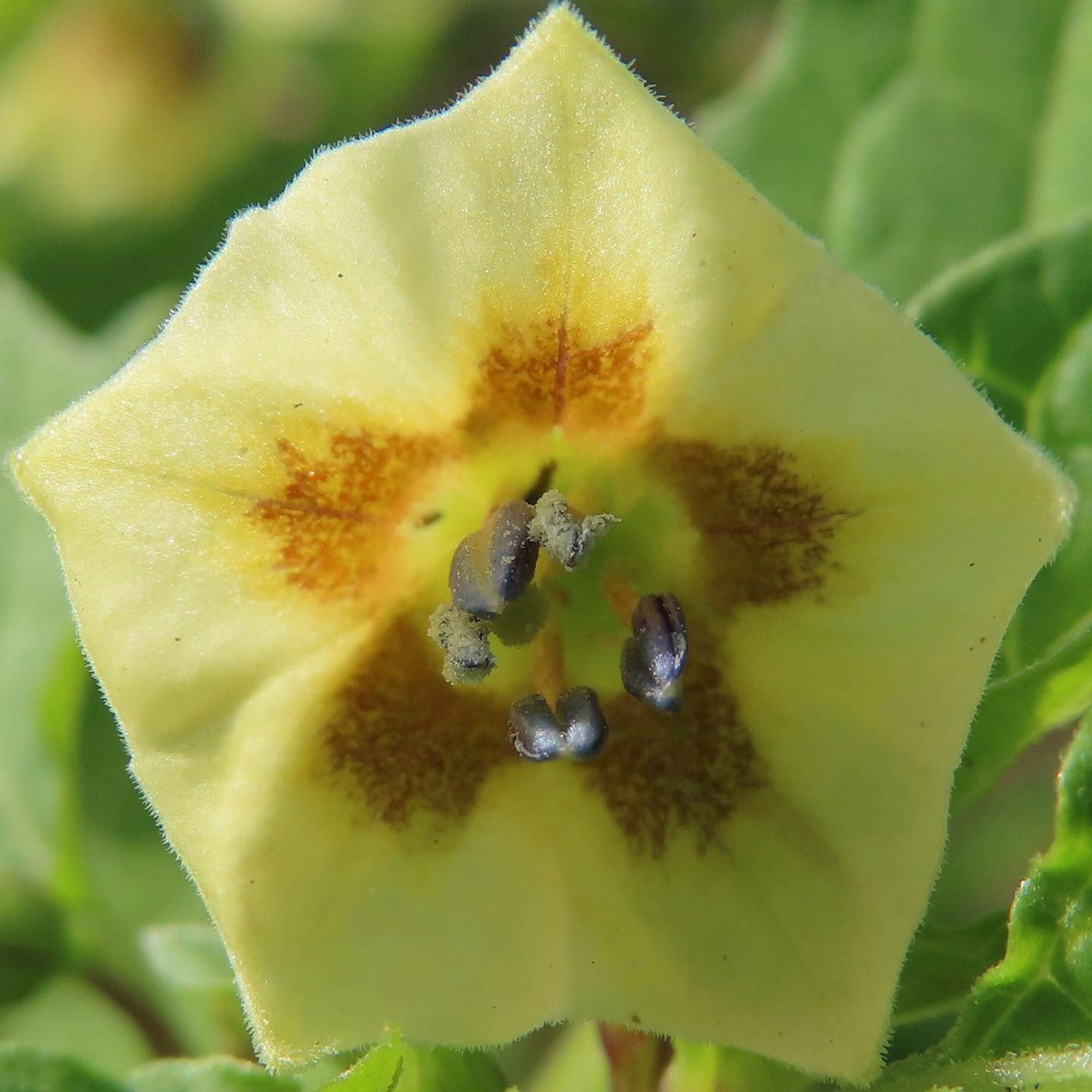 Gelbe Blume mit braunen Flecken in der Mitte