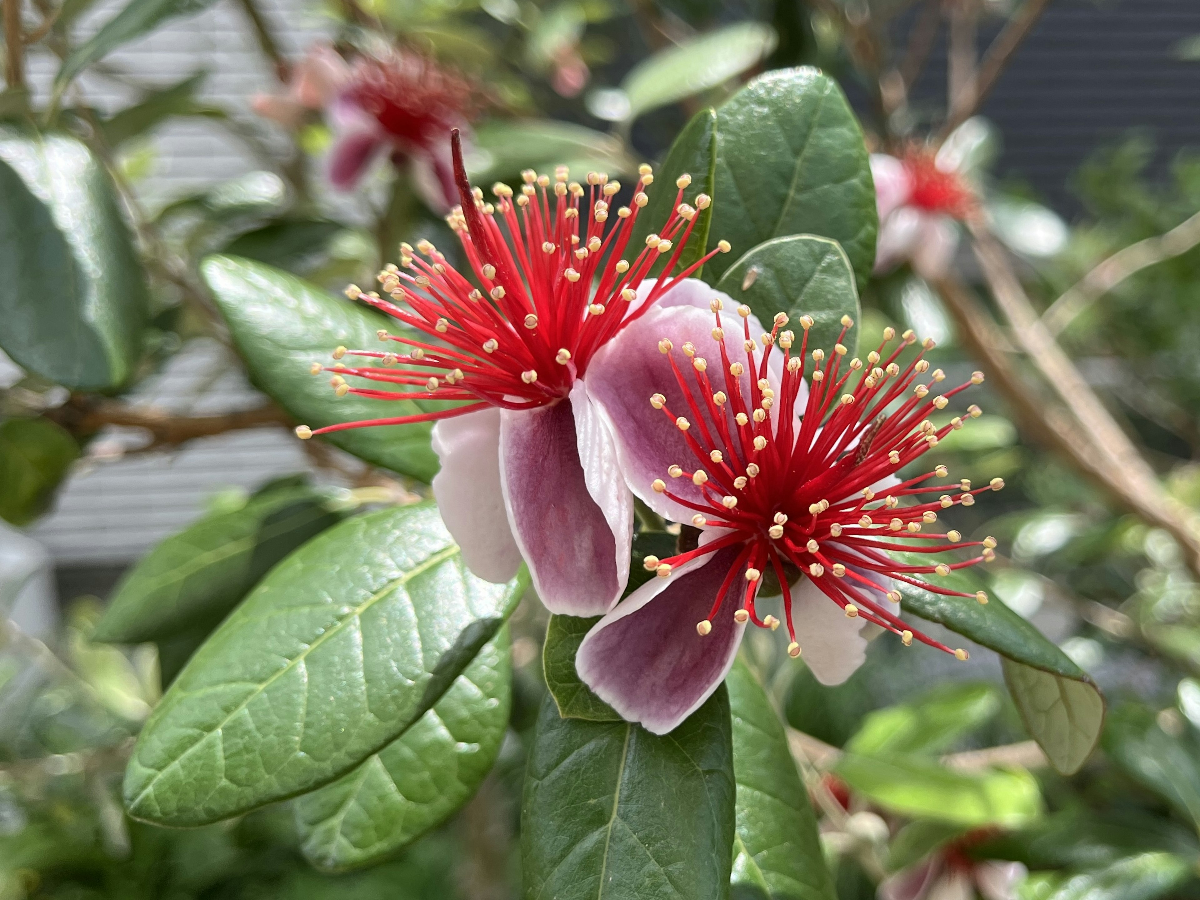 Gros plan sur des fleurs rouges vives avec des feuilles vertes présentant de magnifiques pétales et de longues étamines